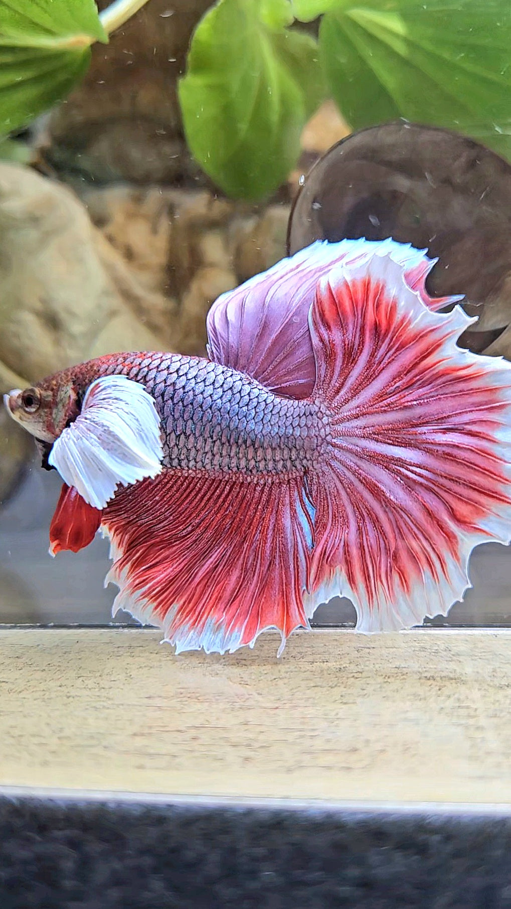 HALFMOON DUMBO EAR ROSETAIL MAGENTA BETTA FISH