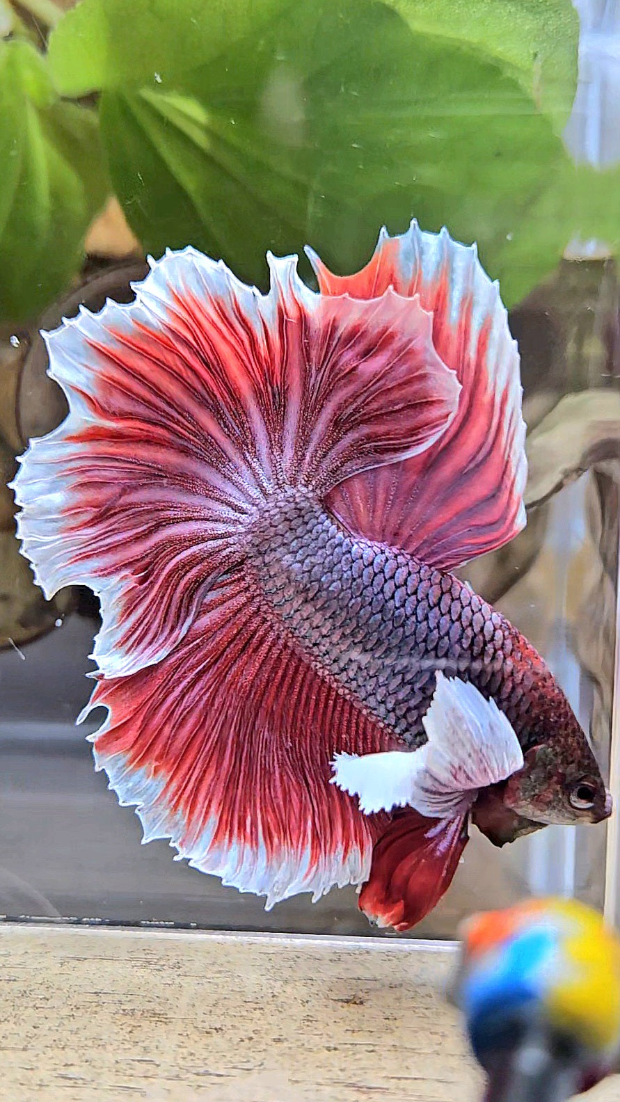 HALFMOON DUMBO EAR ROSETAIL MAGENTA BETTA FISH
