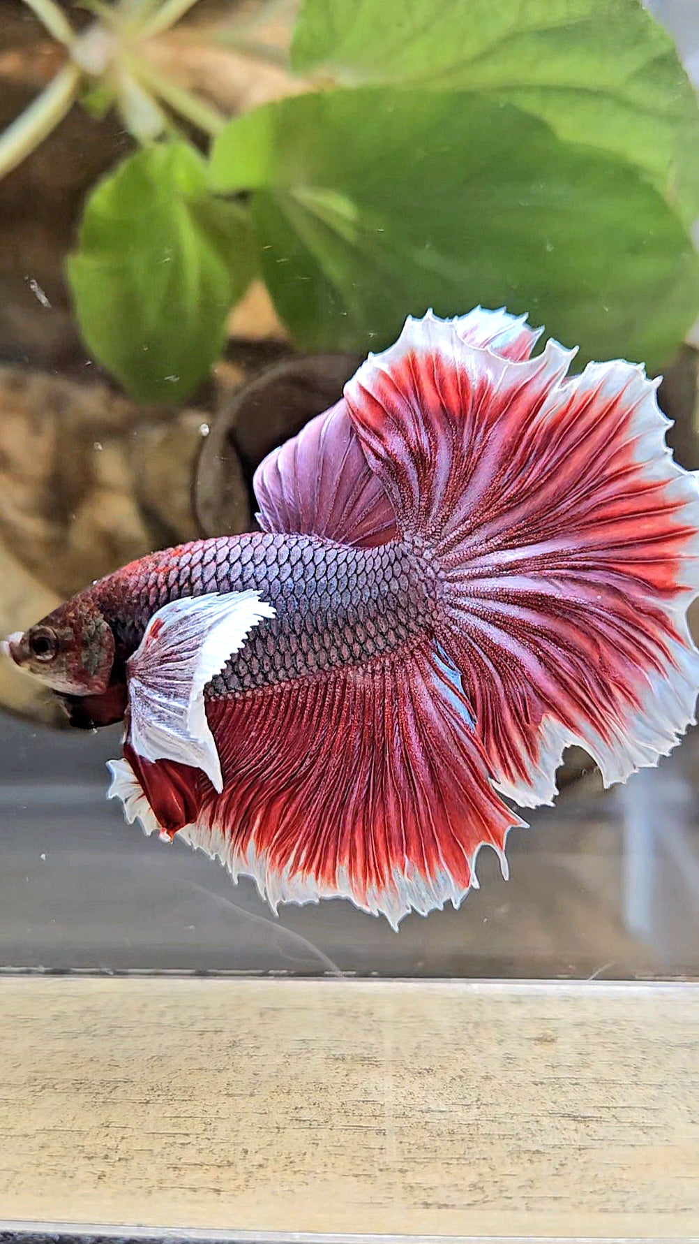 HALFMOON DUMBO EAR ROSETAIL MAGENTA BETTA FISH