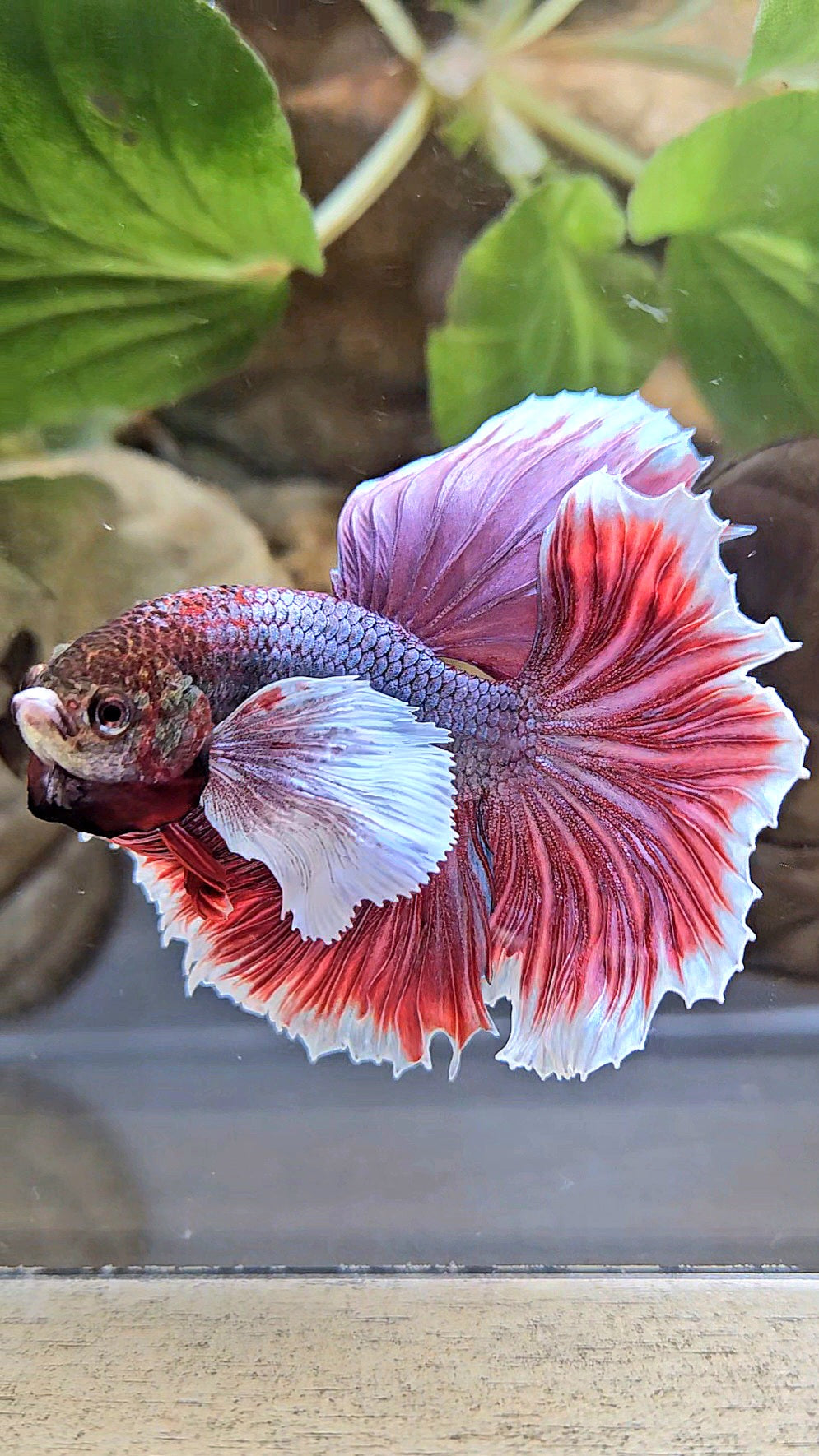 HALFMOON DUMBO EAR ROSETAIL MAGENTA BETTA FISH