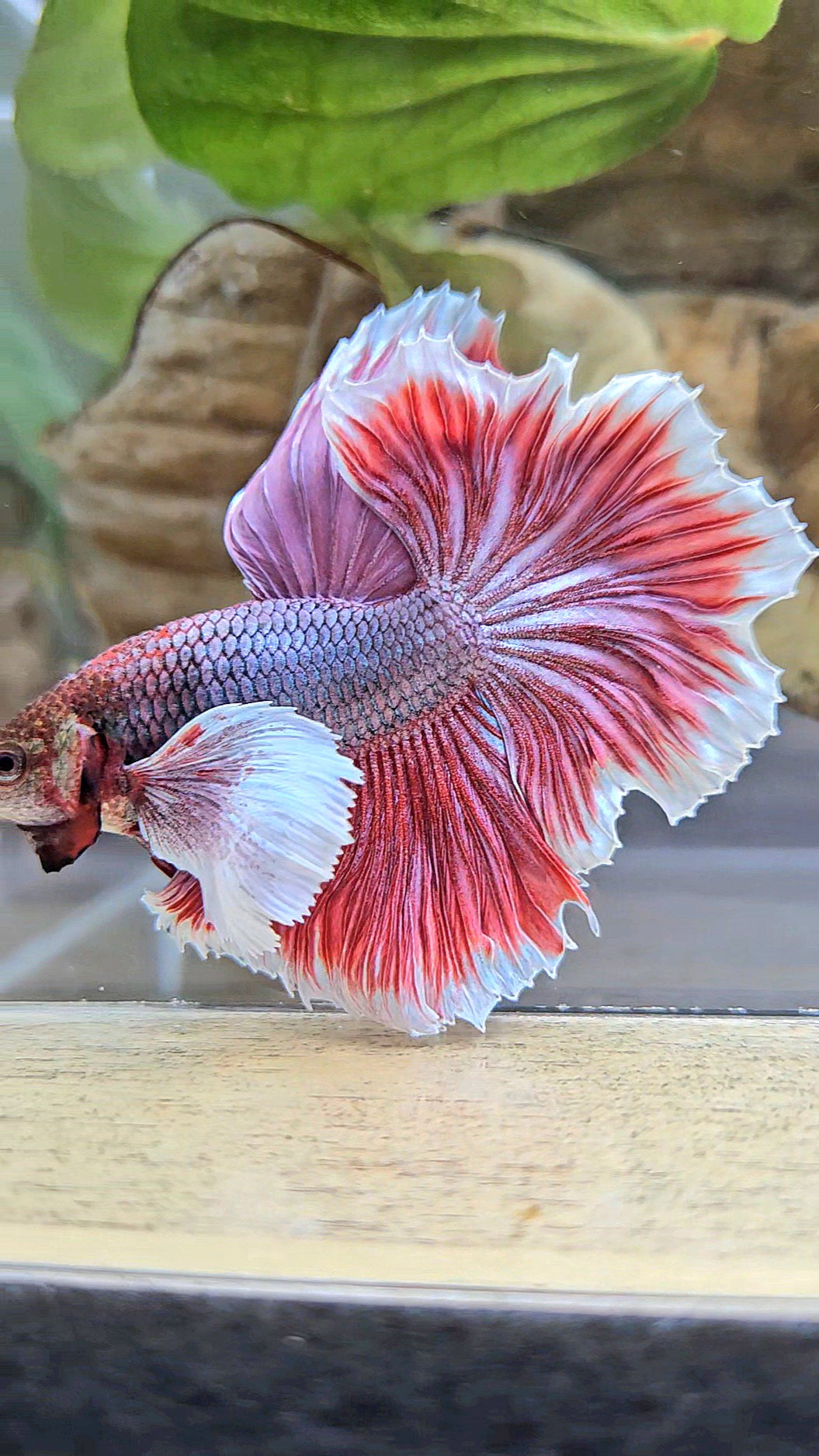 HALFMOON DUMBO EAR ROSETAIL MAGENTA BETTA FISH