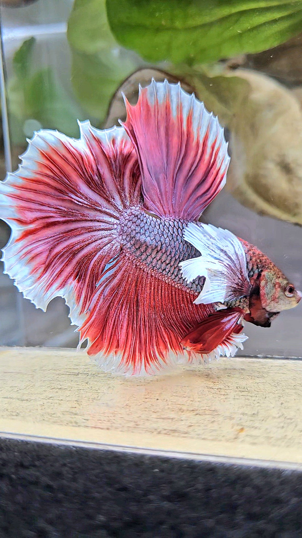 HALFMOON DUMBO EAR ROSETAIL MAGENTA BETTA FISH
