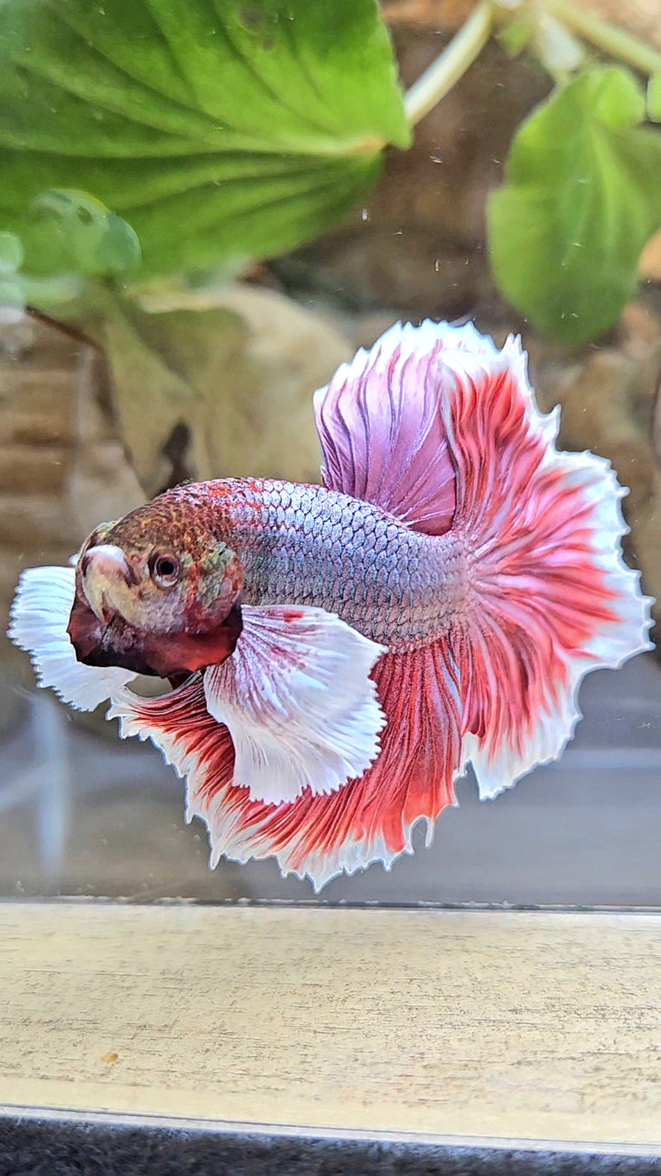 HALFMOON DUMBO EAR ROSETAIL MAGENTA BETTA FISH