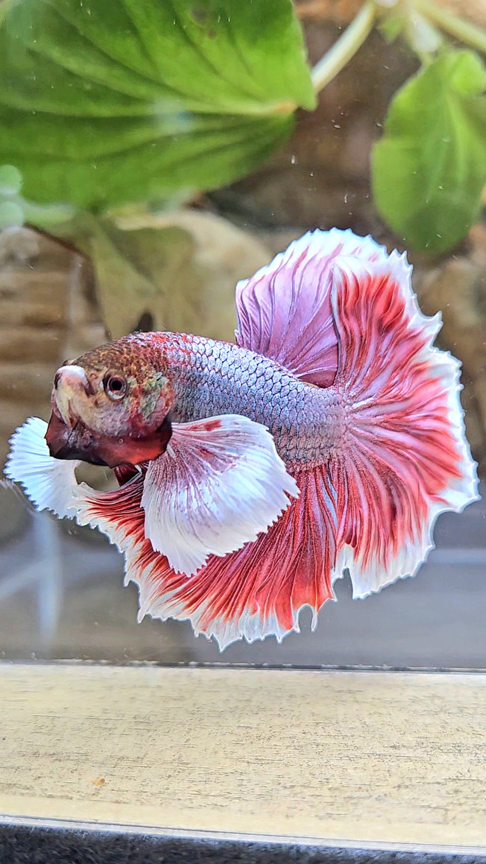 HALFMOON DUMBO EAR ROSETAIL MAGENTA BETTA FISH