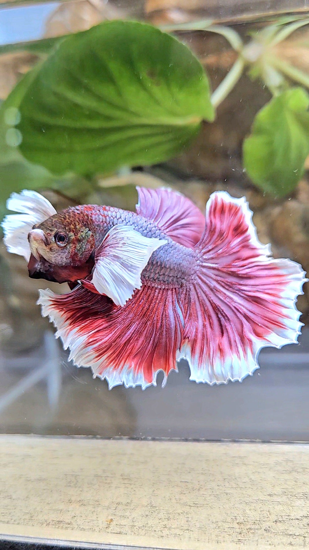 HALFMOON DUMBO EAR ROSETAIL MAGENTA BETTA FISH