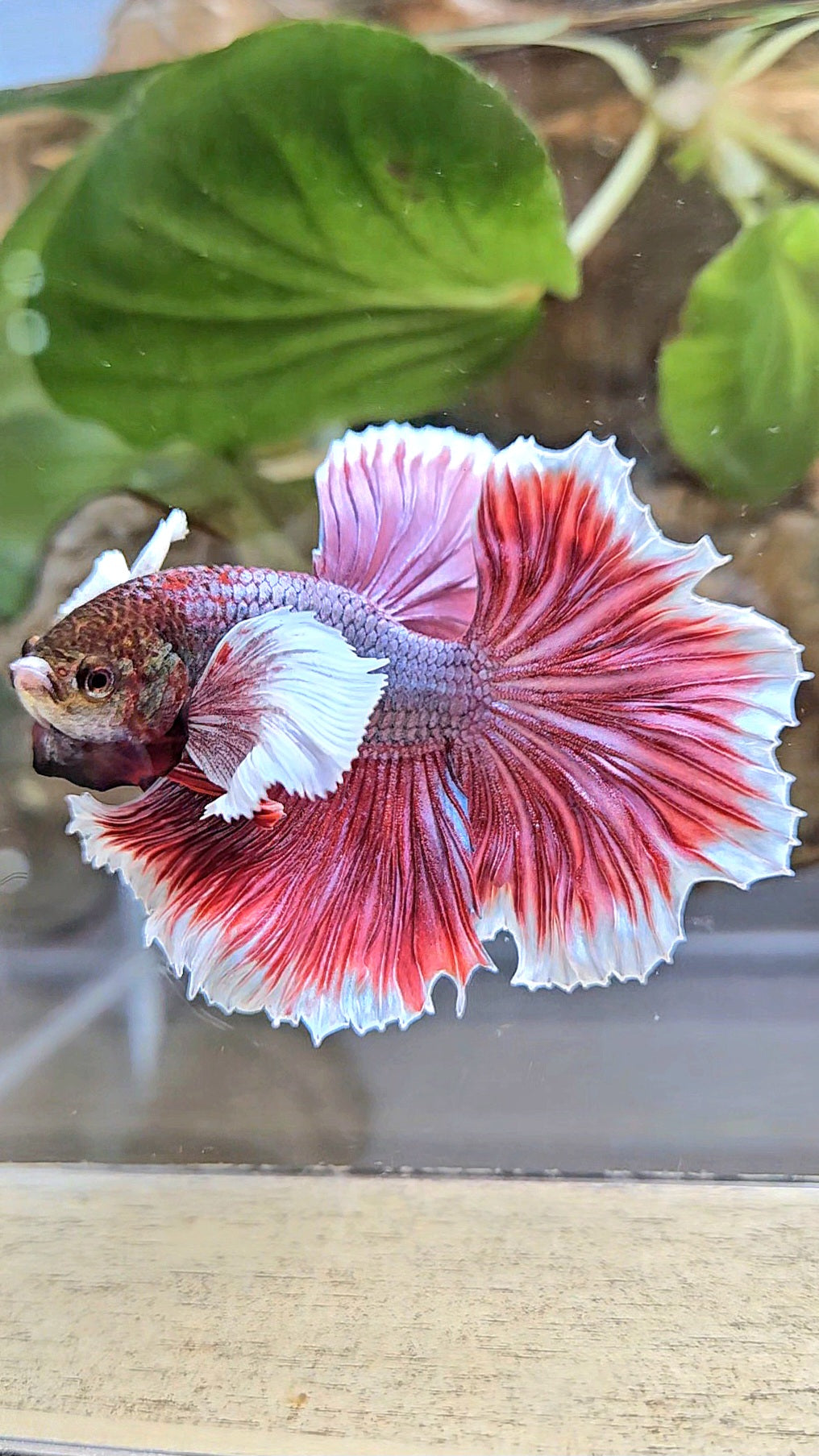 HALFMOON DUMBO EAR ROSETAIL MAGENTA BETTA FISH