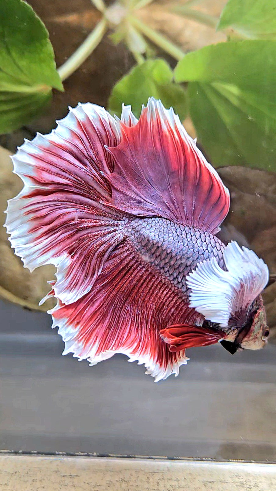 HALFMOON DUMBO EAR ROSETAIL MAGENTA BETTA FISH