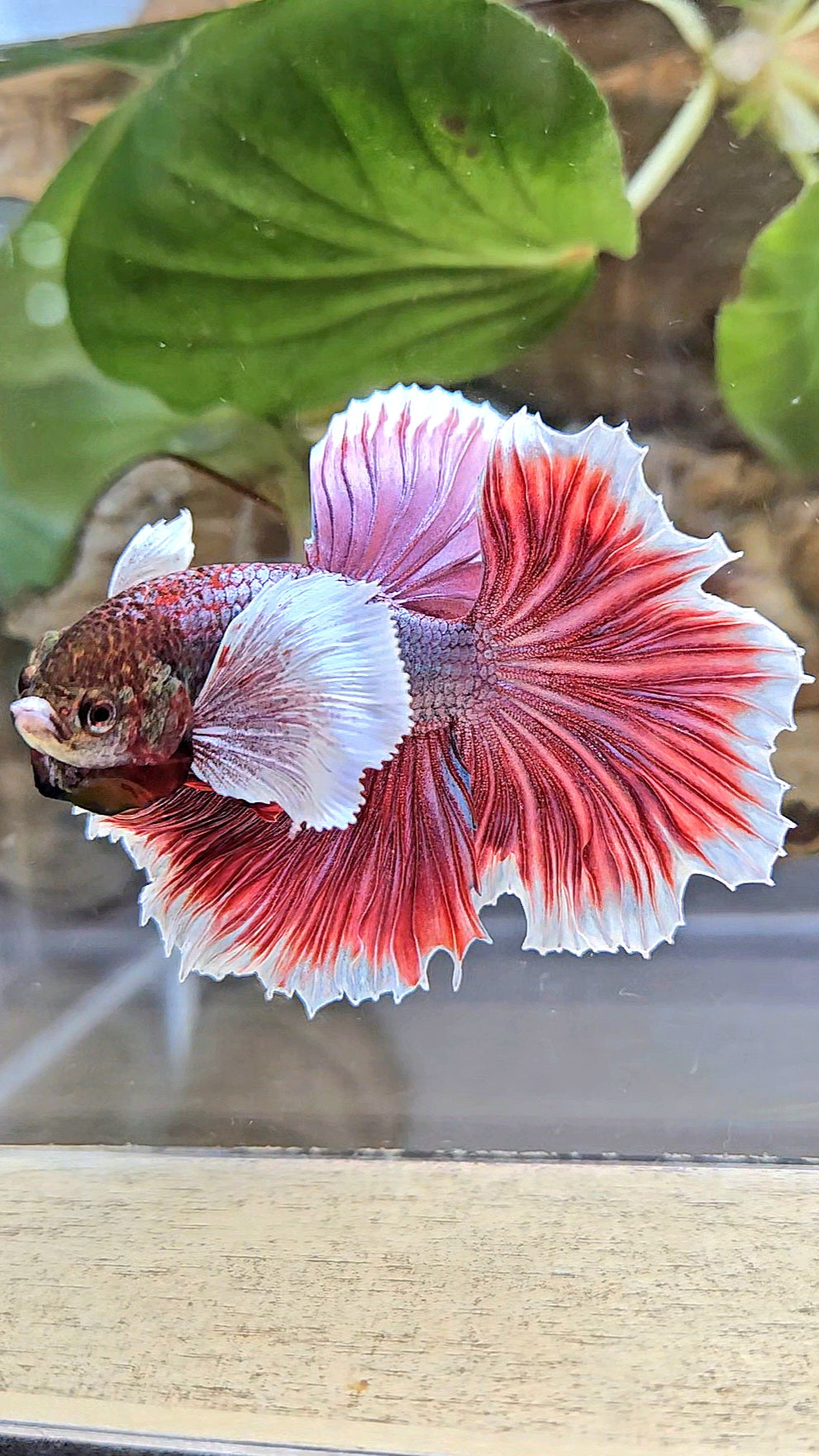 HALFMOON DUMBO EAR ROSETAIL MAGENTA BETTA FISH