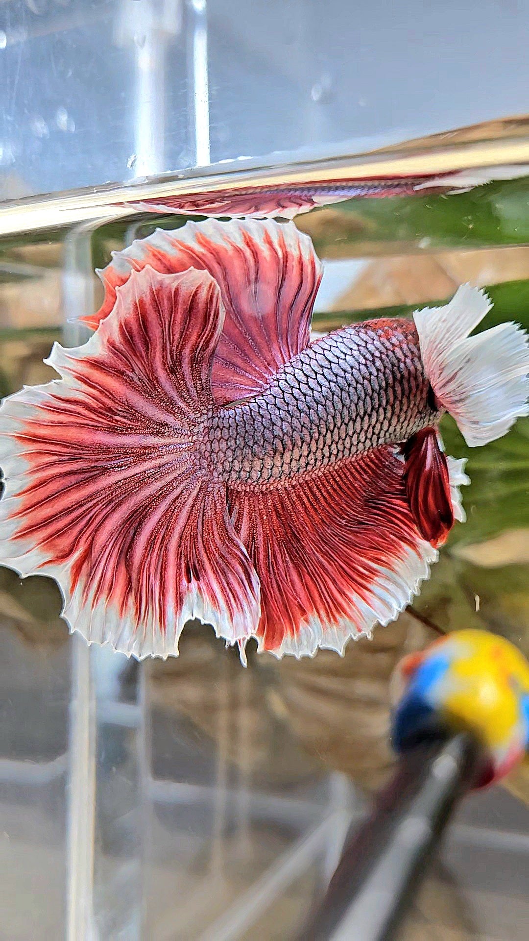 HALFMOON DUMBO EAR ROSETAIL MAGENTA BETTA FISH