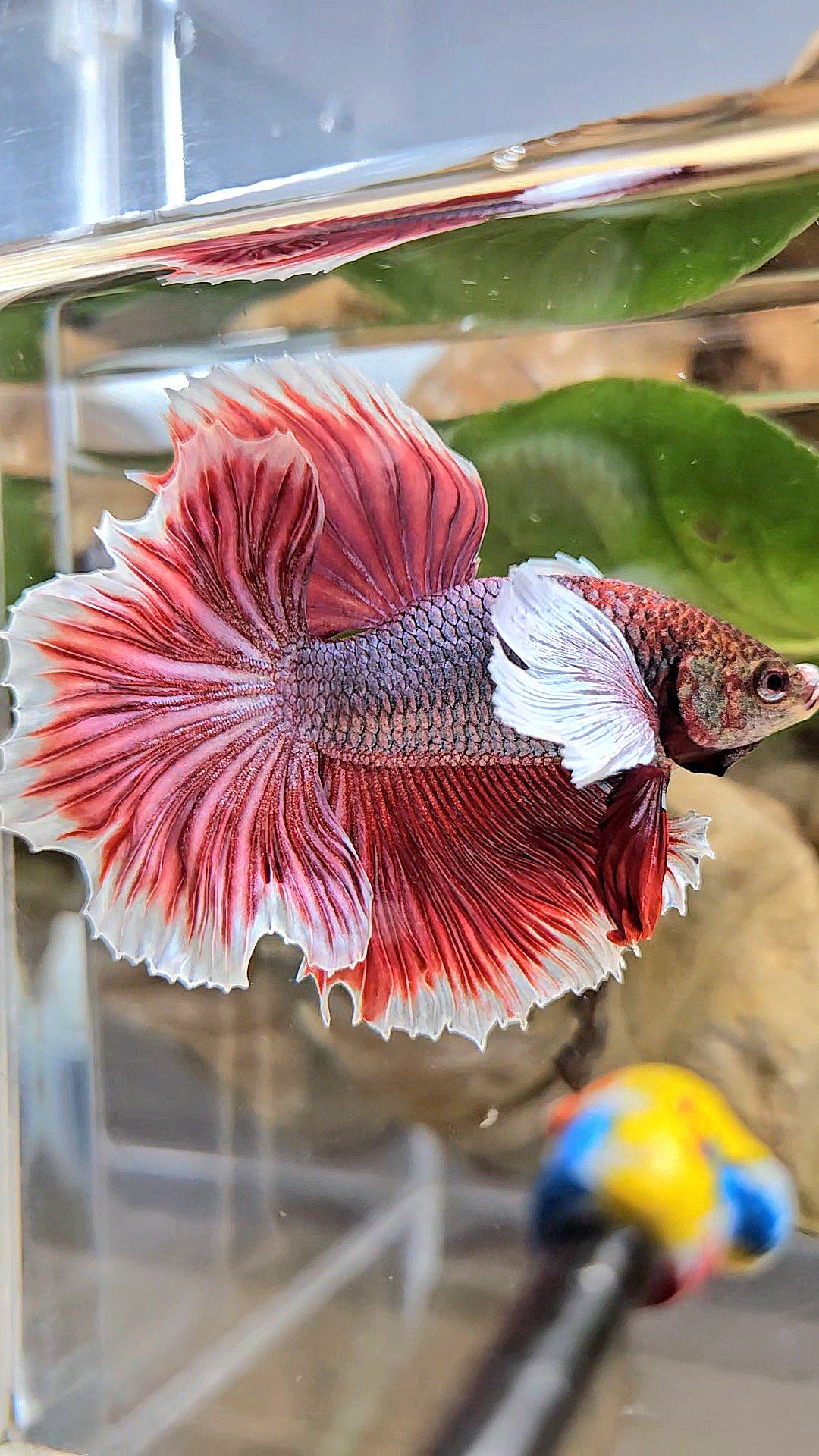 HALFMOON DUMBO EAR ROSETAIL MAGENTA BETTA FISH