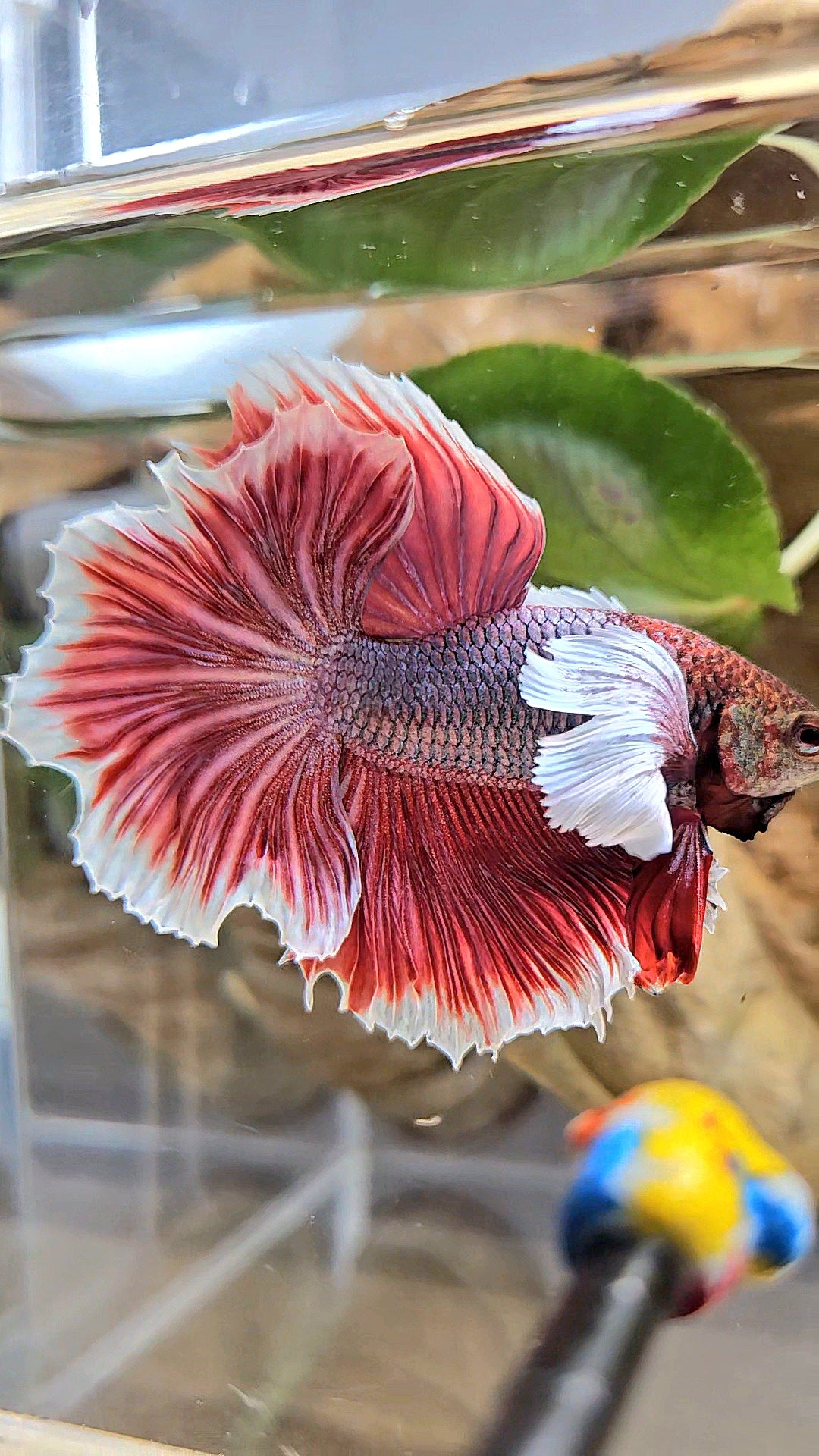 HALFMOON DUMBO EAR ROSETAIL MAGENTA BETTA FISH