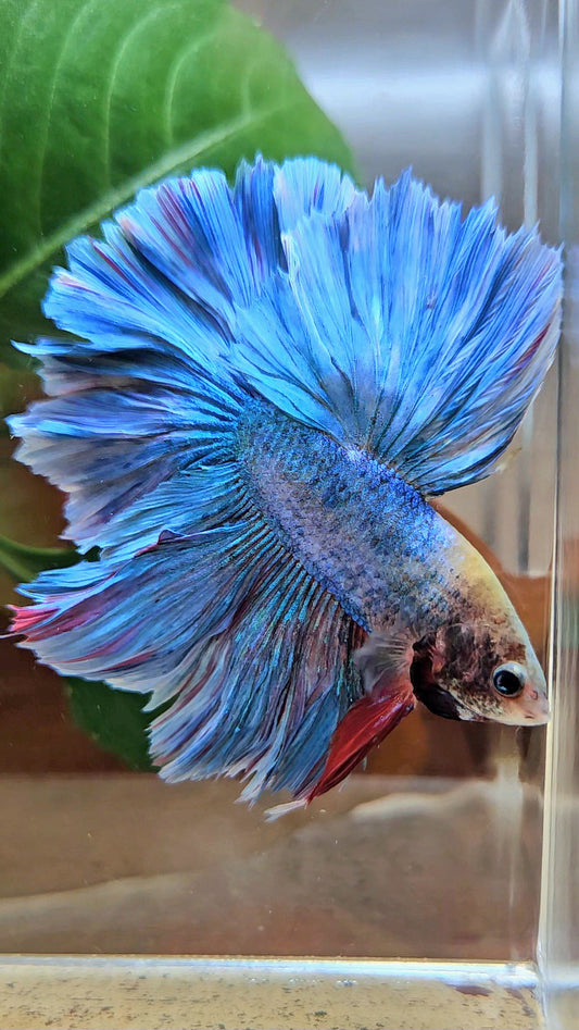 HALFMOON OVER ROSETAIL BLUE MASCOT BETTA FISH