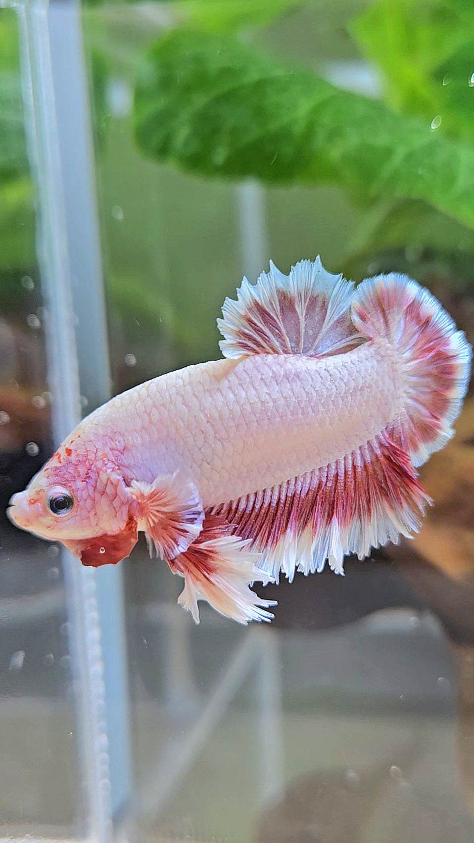 KING FEATHER TAIL PLAKAT PEACH BUTTERFLY BETTA FISH