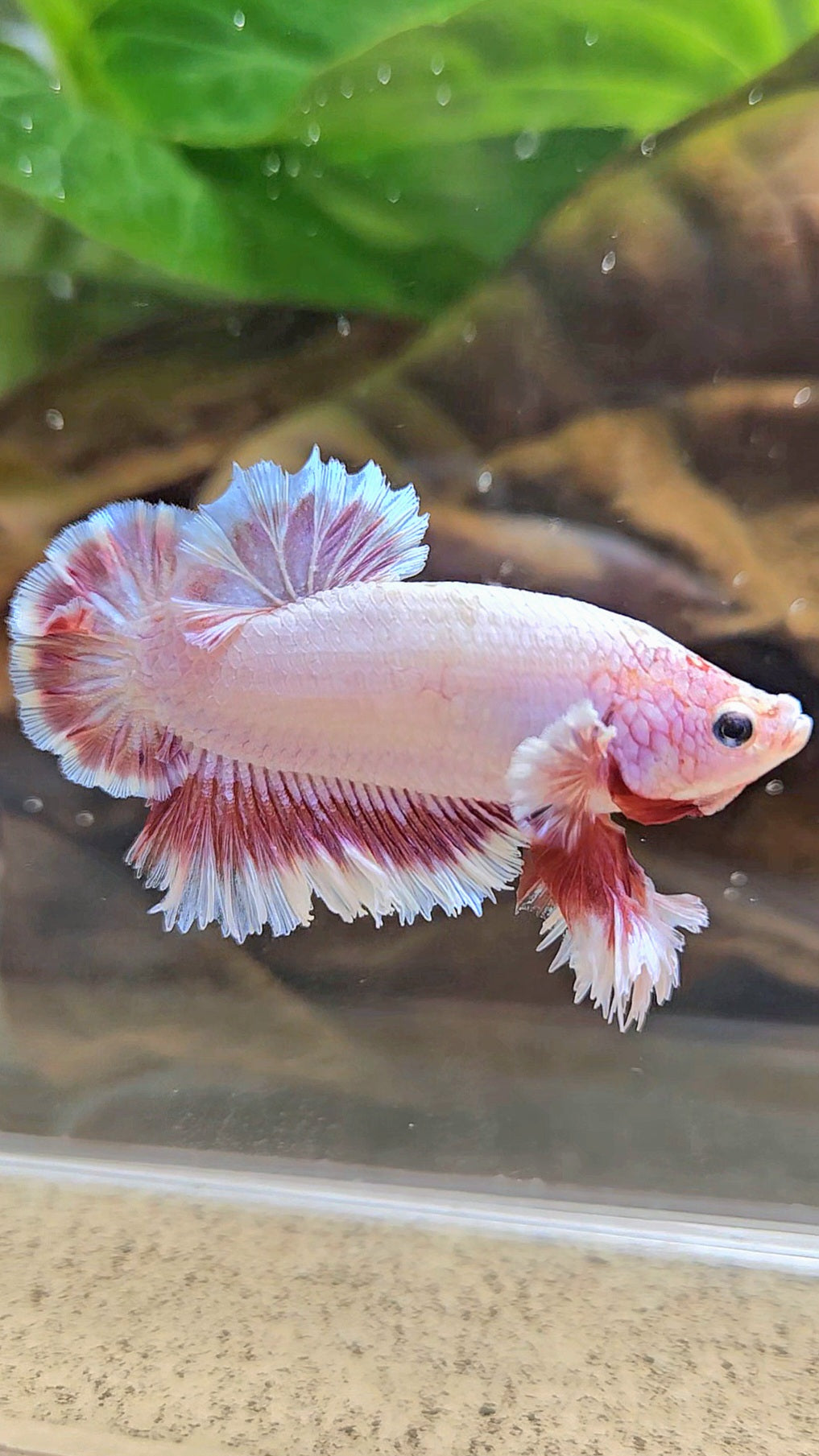 KING FEATHER TAIL PLAKAT PEACH BUTTERFLY BETTA FISH