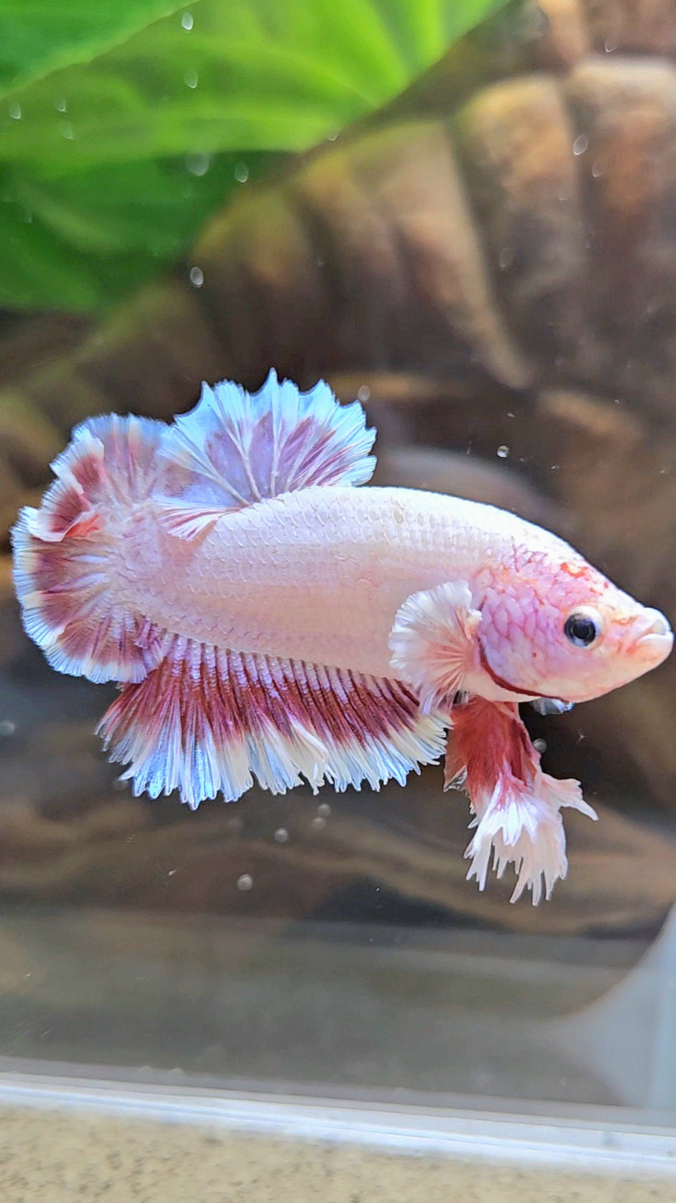 KING FEATHER TAIL PLAKAT PEACH BUTTERFLY BETTA FISH