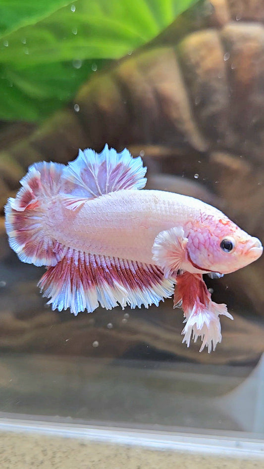 KING FEATHER TAIL PLAKAT PEACH BUTTERFLY BETTA FISH