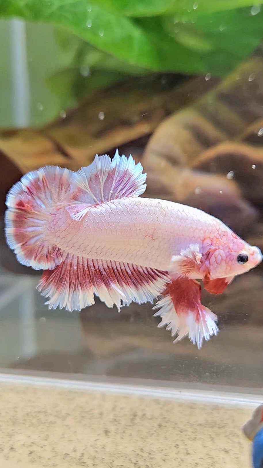 KING FEATHER TAIL PLAKAT PEACH BUTTERFLY BETTA FISH