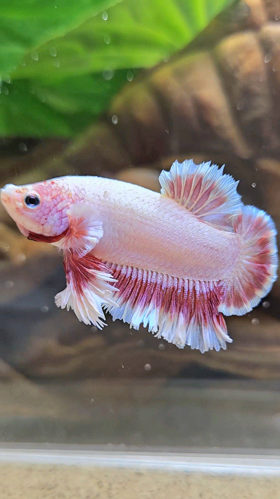 KING FEATHER TAIL PLAKAT PEACH BUTTERFLY BETTA FISH