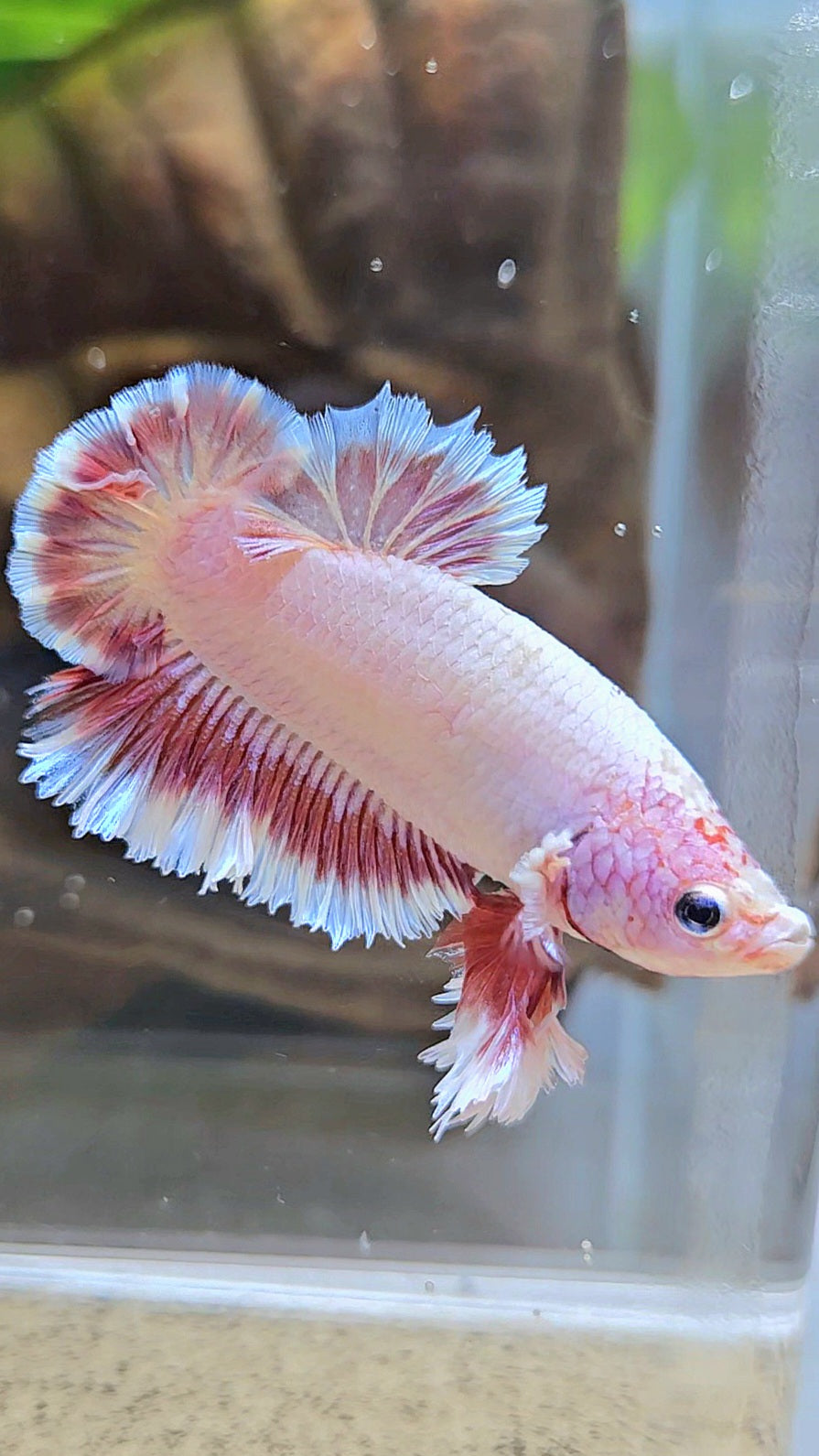 KING FEATHER TAIL PLAKAT PEACH BUTTERFLY BETTA FISH