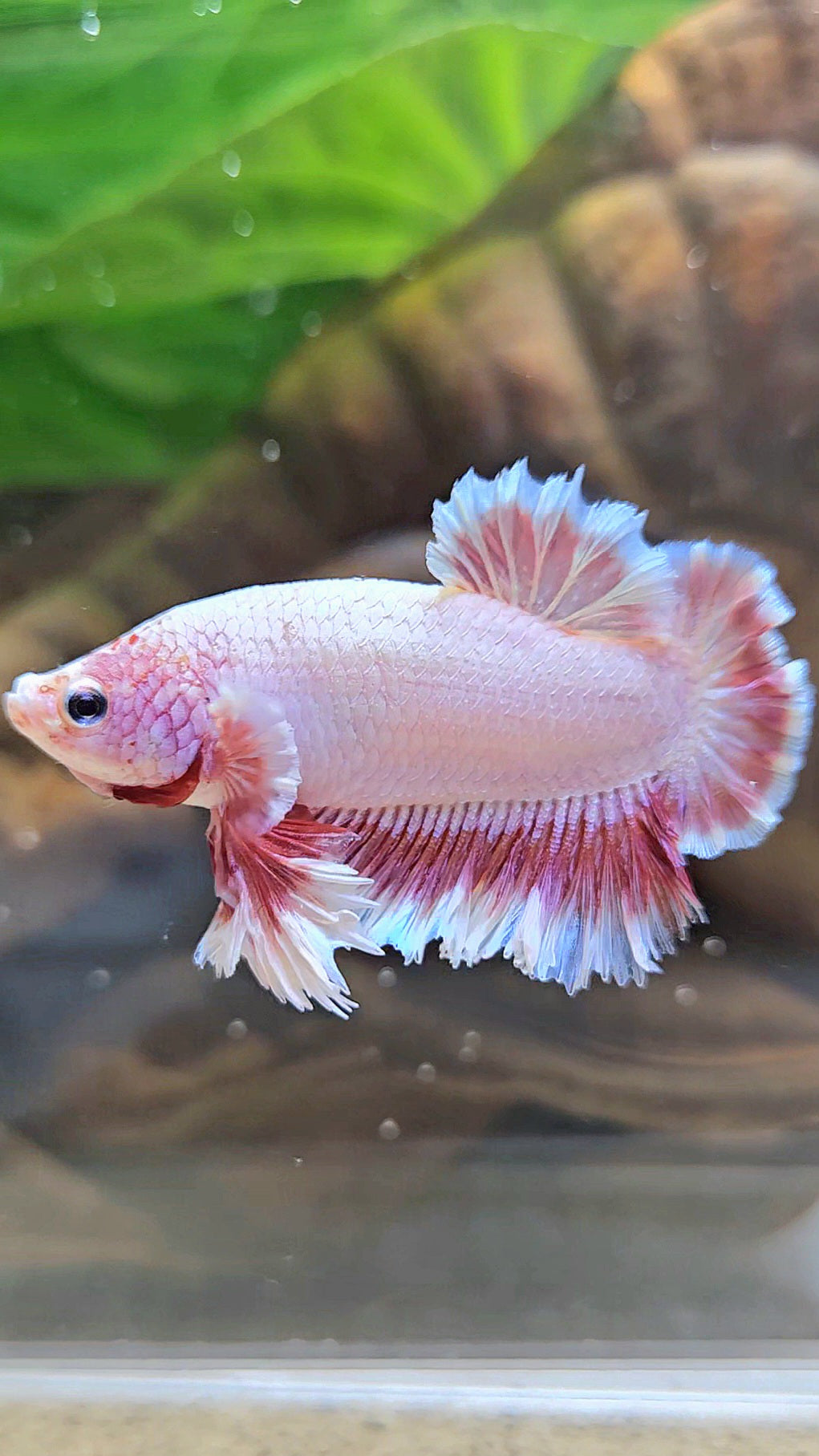 KING FEATHER TAIL PLAKAT PEACH BUTTERFLY BETTA FISH