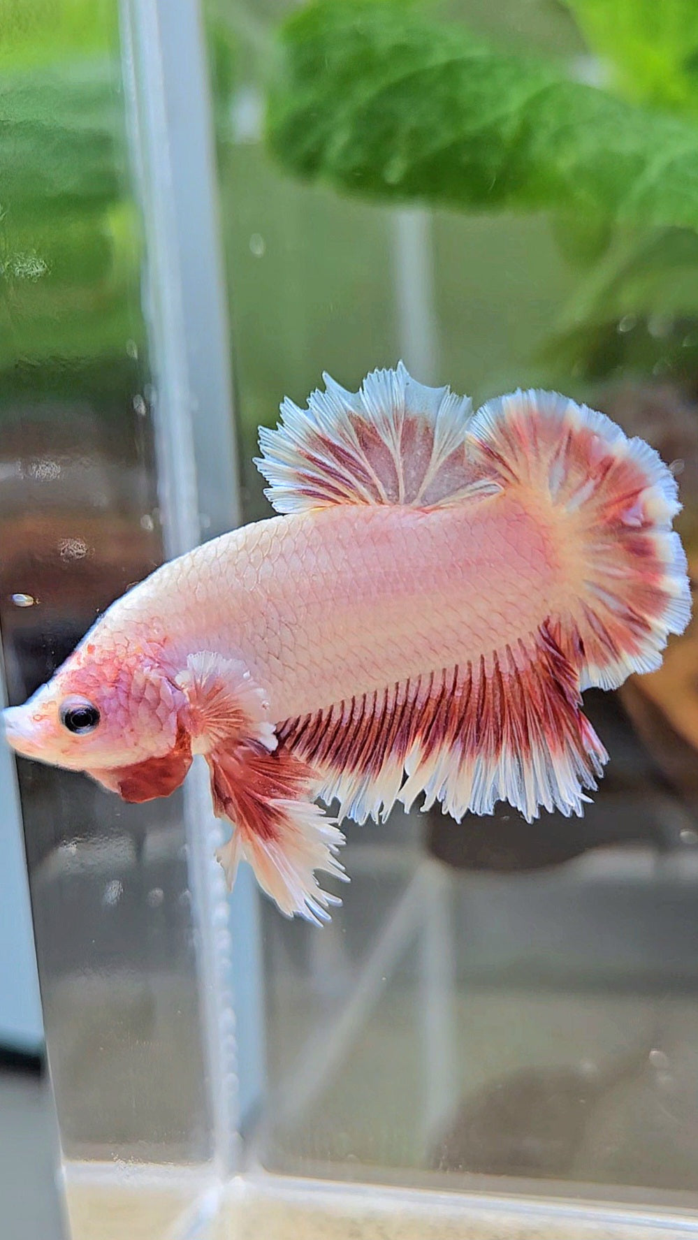 KING FEATHER TAIL PLAKAT PEACH BUTTERFLY BETTA FISH