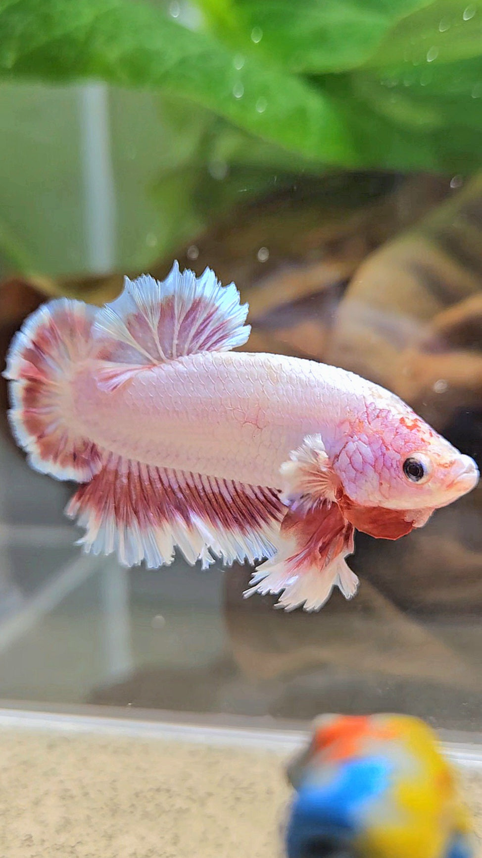 KING FEATHER TAIL PLAKAT PEACH BUTTERFLY BETTA FISH