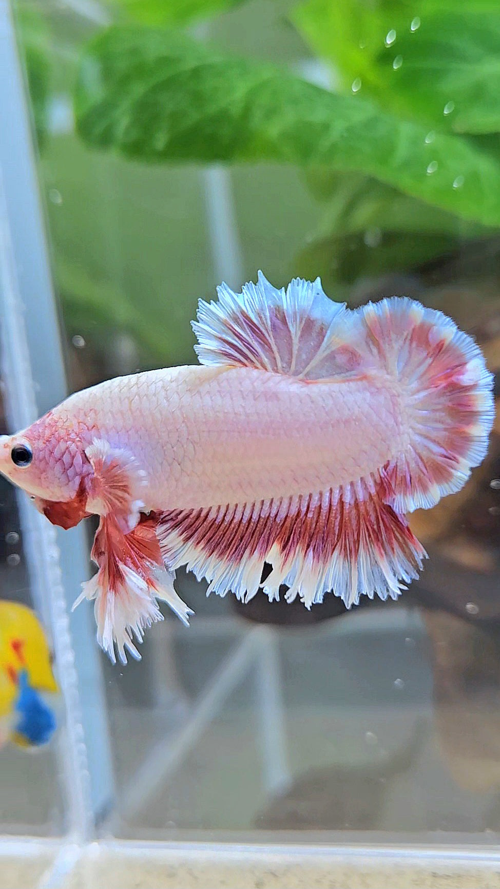KING FEATHER TAIL PLAKAT PEACH BUTTERFLY BETTA FISH