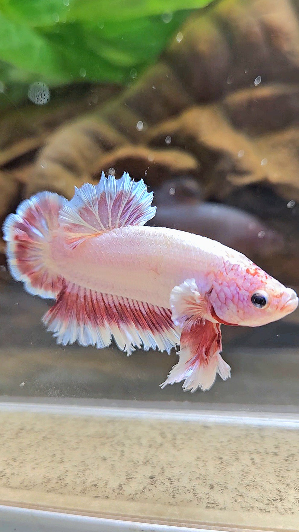 KING FEATHER TAIL PLAKAT PEACH BUTTERFLY BETTA FISH