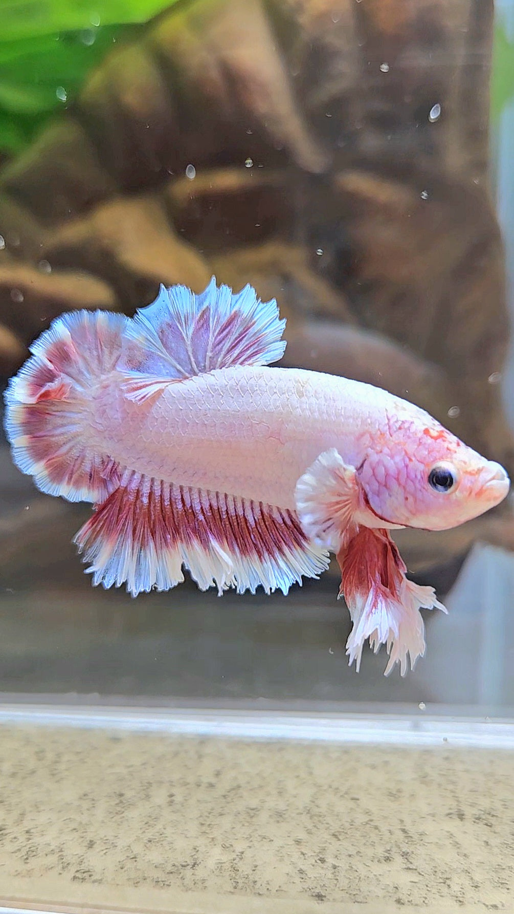 KING FEATHER TAIL PLAKAT PEACH BUTTERFLY BETTA FISH