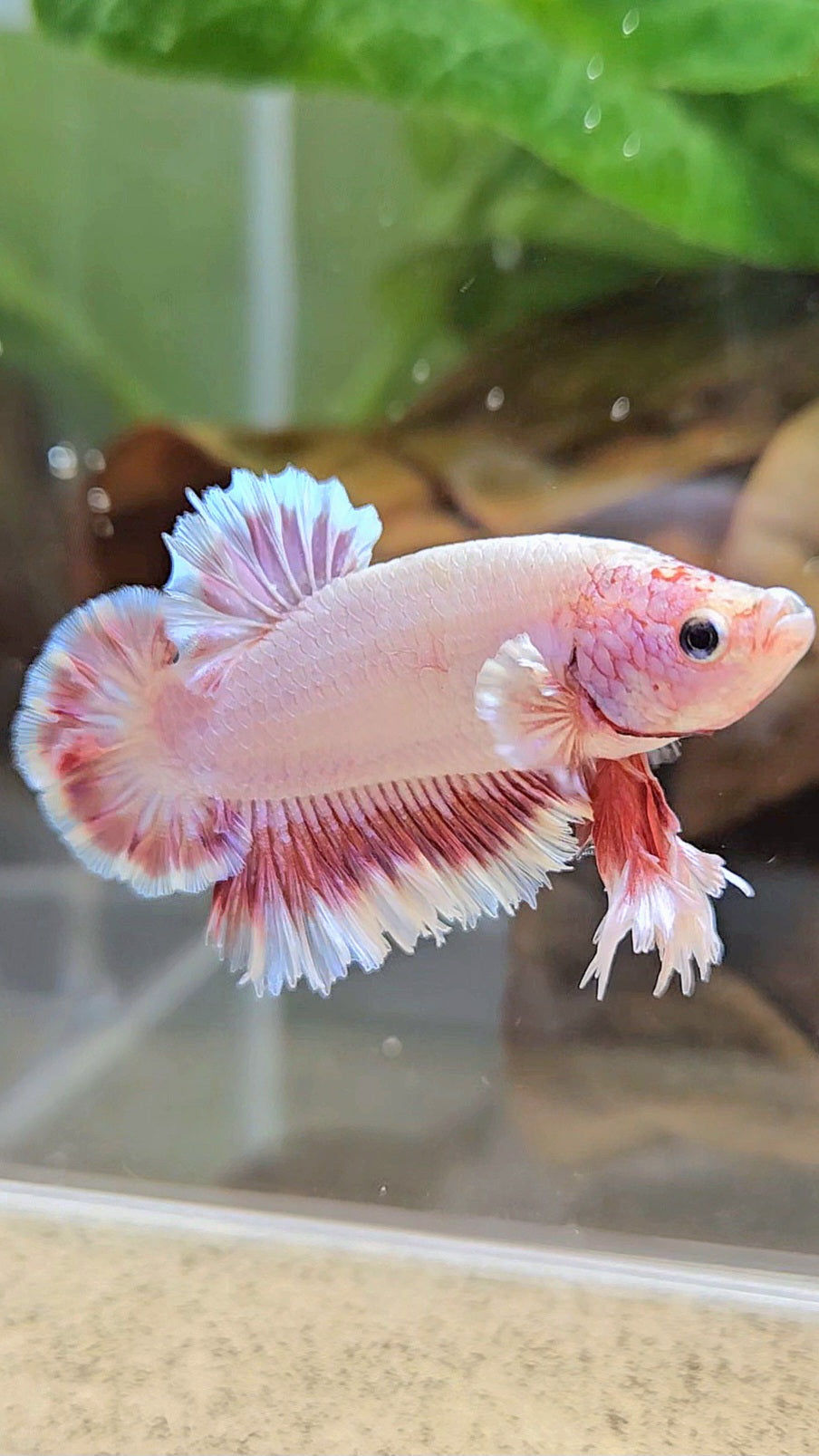 KING FEATHER TAIL PLAKAT PEACH BUTTERFLY BETTA FISH