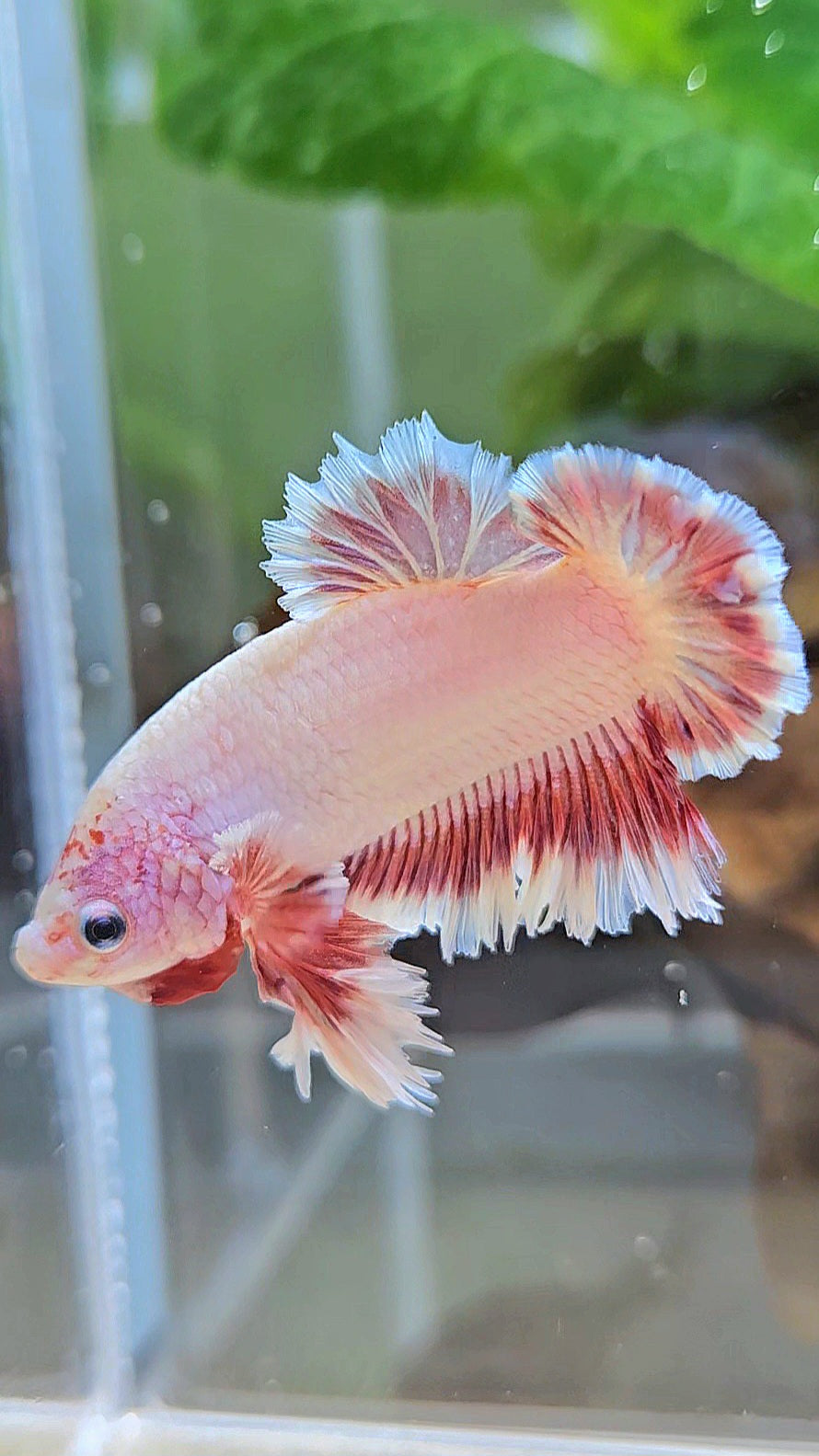 KING FEATHER TAIL PLAKAT PEACH BUTTERFLY BETTA FISH