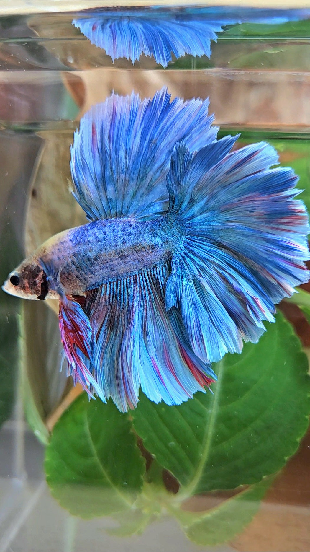 HALFMOON OVER ROSETAIL BLUE MASCOT BETTA FISH
