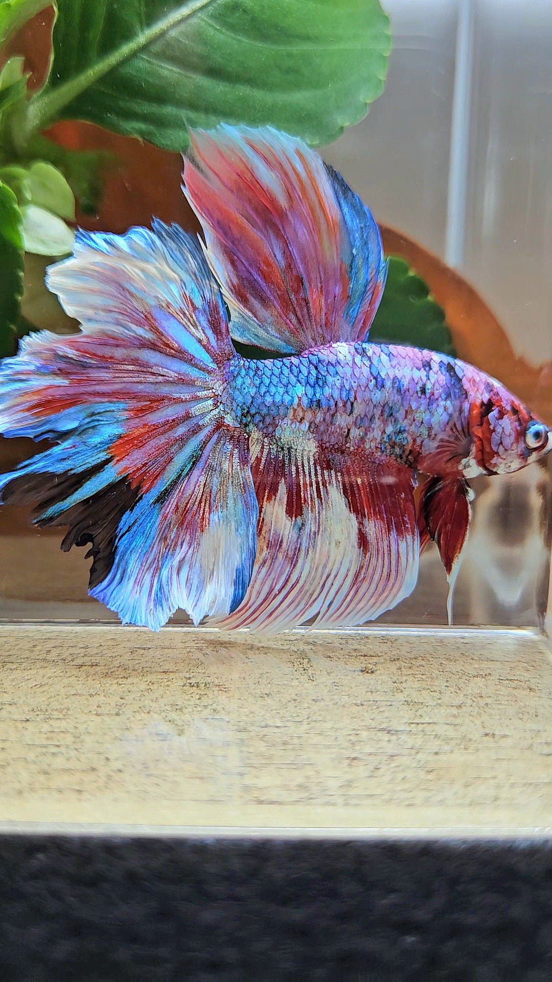 HALFMOON ROSETAIL BARONGSAI RED WHITE GALAXY PATTERN BETTA FISH