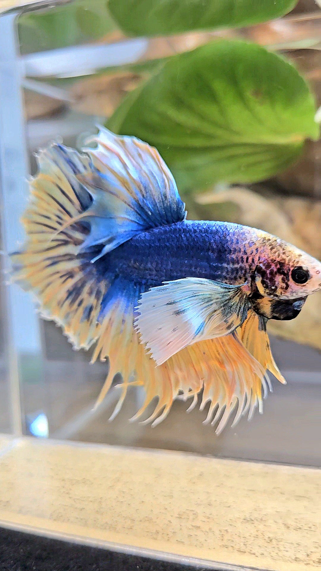 HALFSUN SUPER DUMBO EAR YELLOW BLUE MASCOT BETTA FISH
