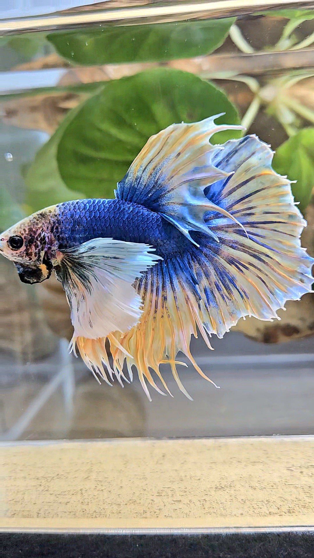 HALFSUN SUPER DUMBO EAR YELLOW BLUE MASCOT BETTA FISH