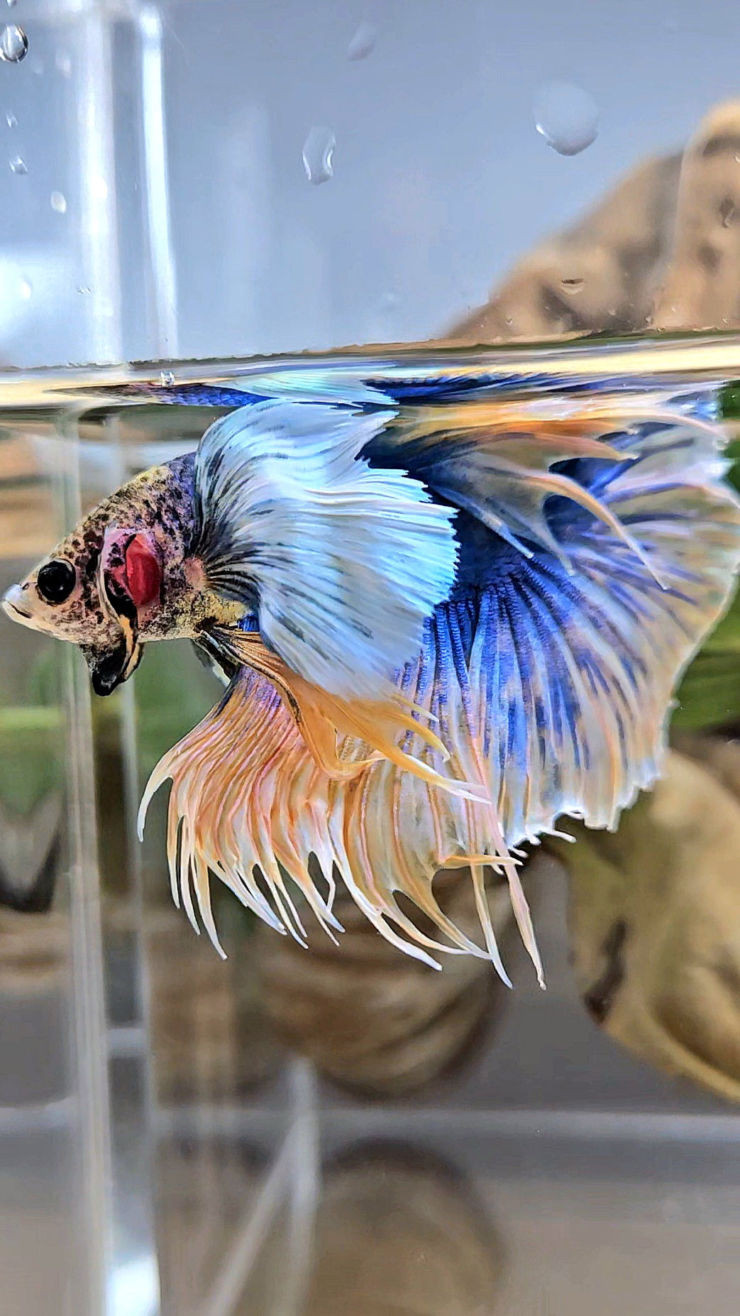 HALFSUN SUPER DUMBO EAR YELLOW BLUE MASCOT BETTA FISH