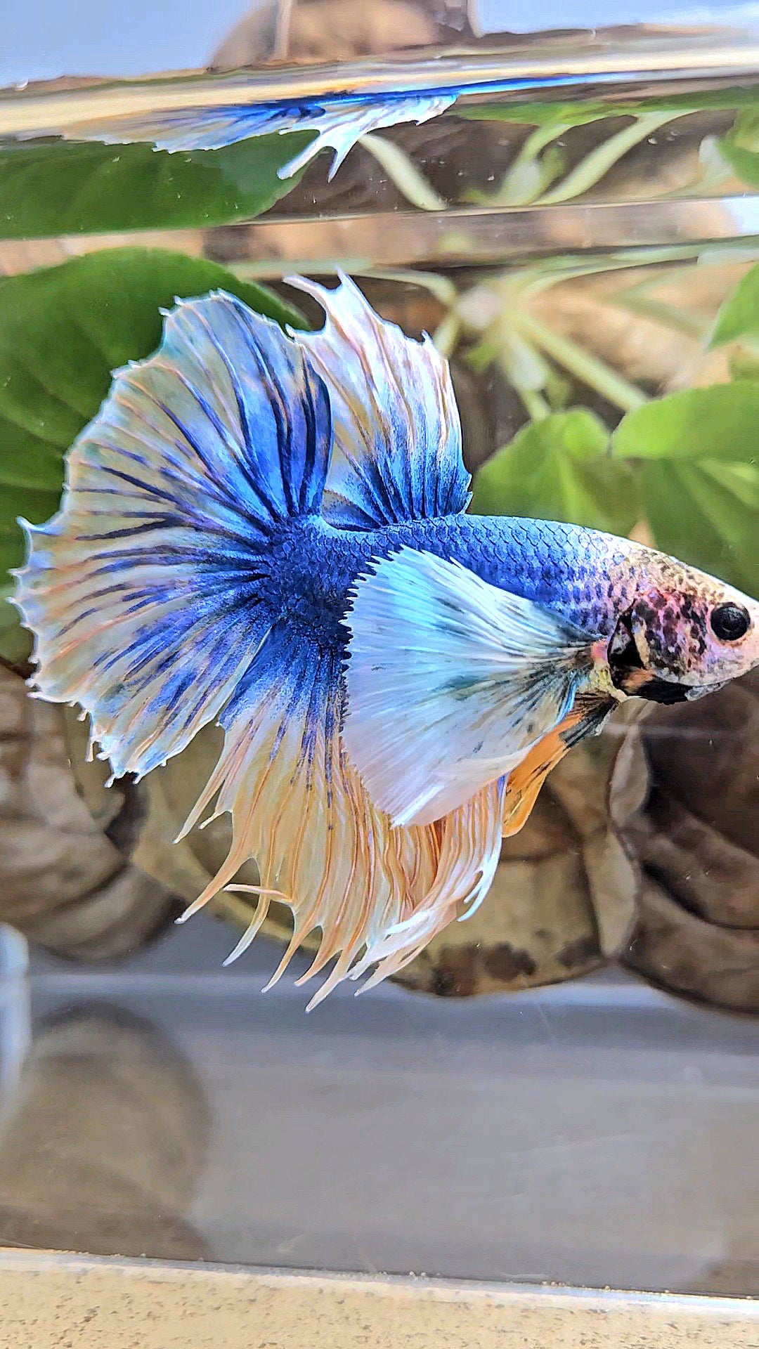 HALFSUN SUPER DUMBO EAR YELLOW BLUE MASCOT BETTA FISH