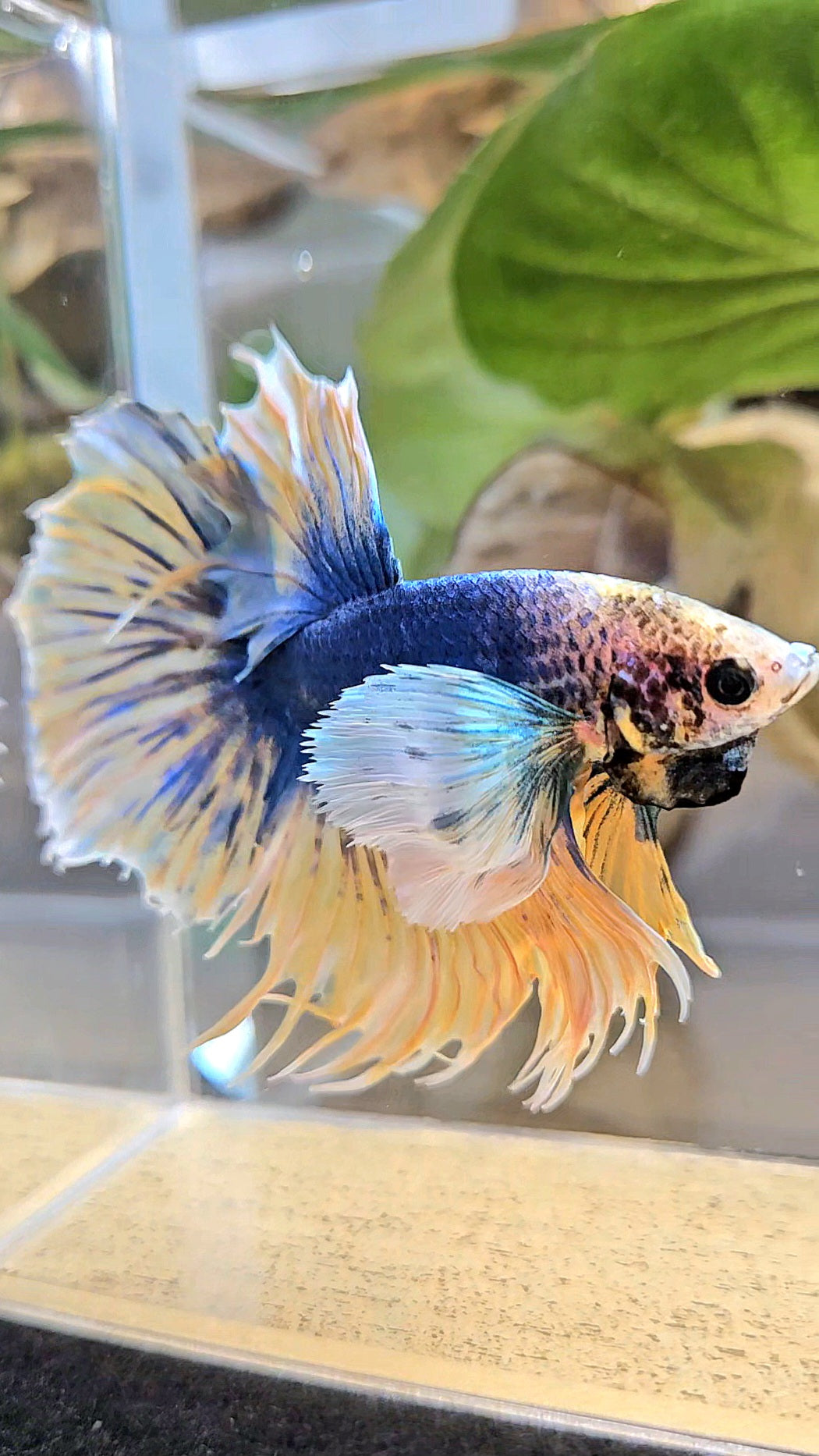 HALFSUN SUPER DUMBO EAR YELLOW BLUE MASCOT BETTA FISH