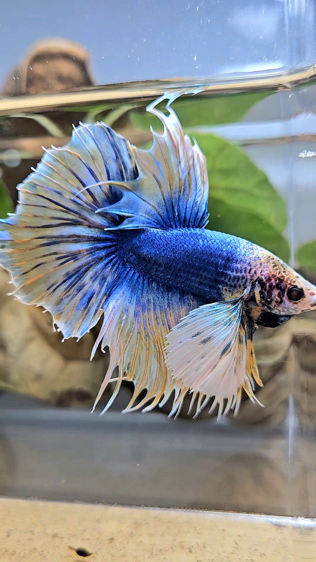 HALFSUN SUPER DUMBO EAR YELLOW BLUE MASCOT BETTA FISH