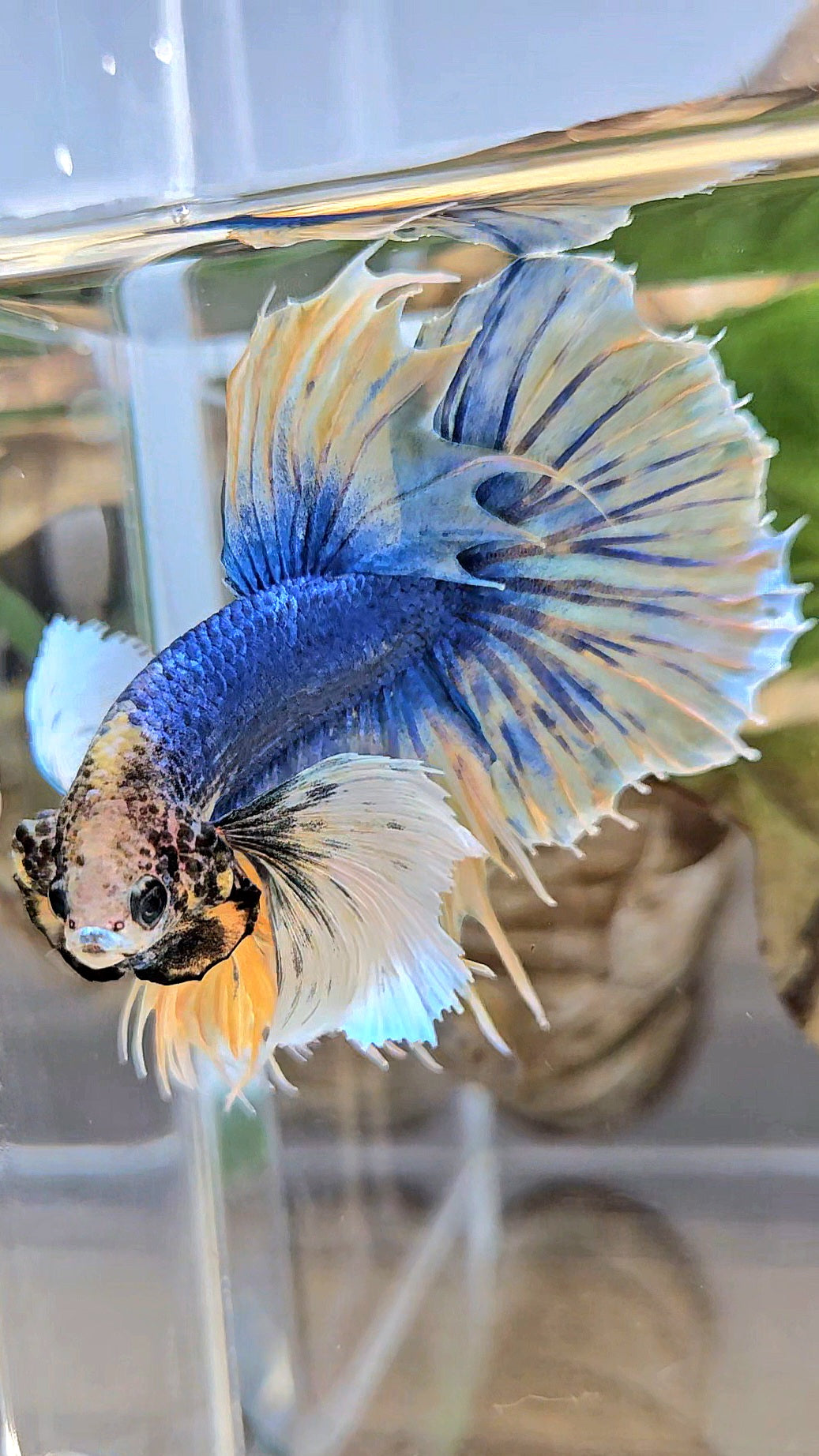 HALFSUN SUPER DUMBO EAR YELLOW BLUE MASCOT BETTA FISH