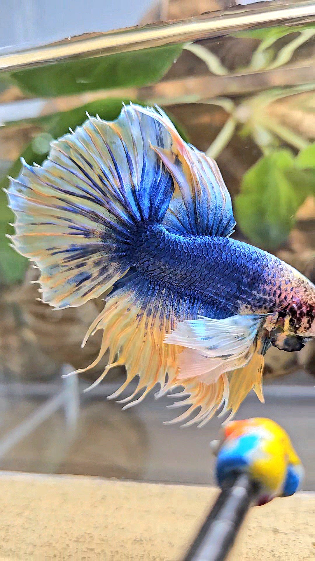 HALFSUN SUPER DUMBO EAR YELLOW BLUE MASCOT BETTA FISH