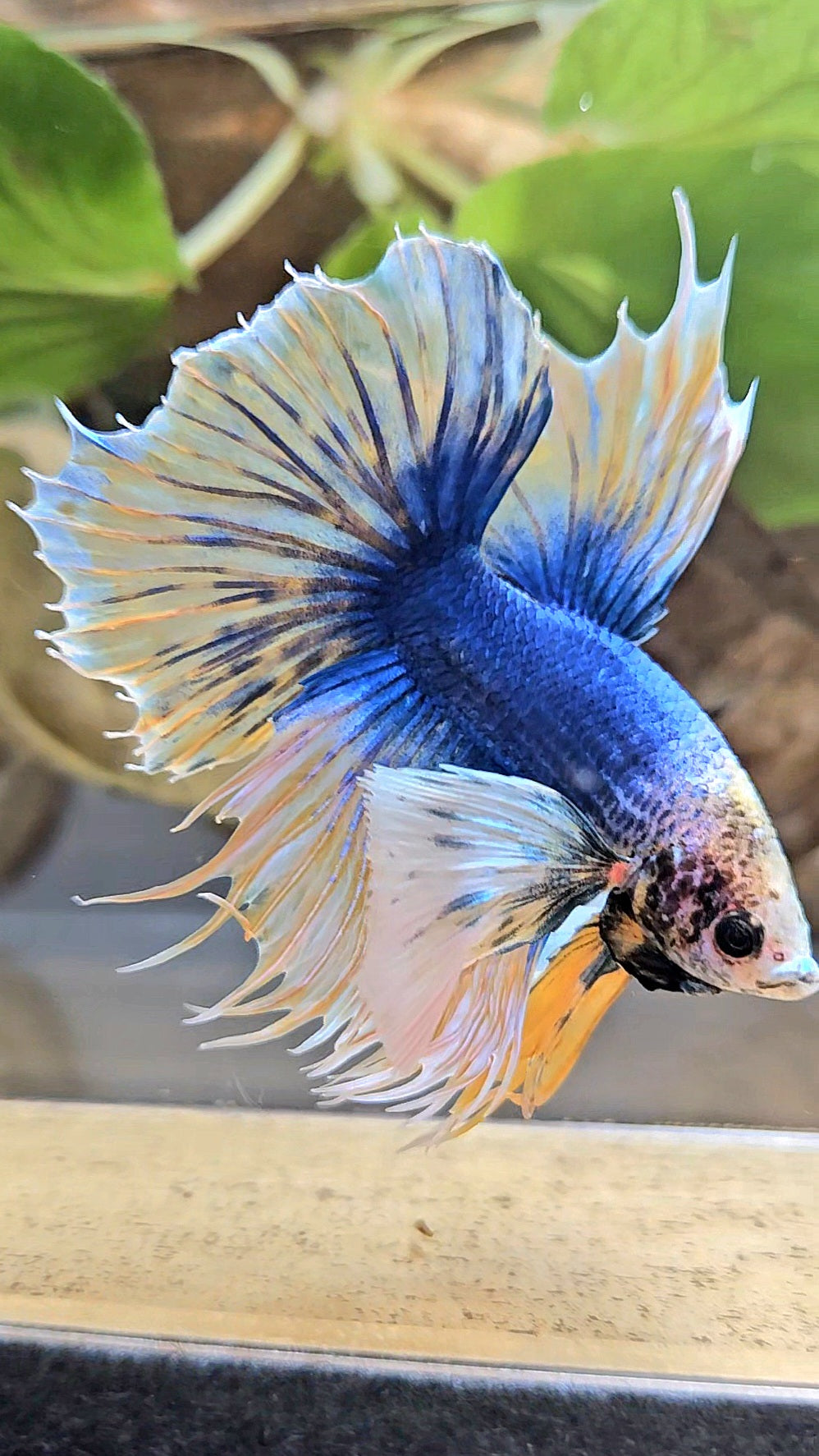 HALFSUN SUPER DUMBO EAR YELLOW BLUE MASCOT BETTA FISH