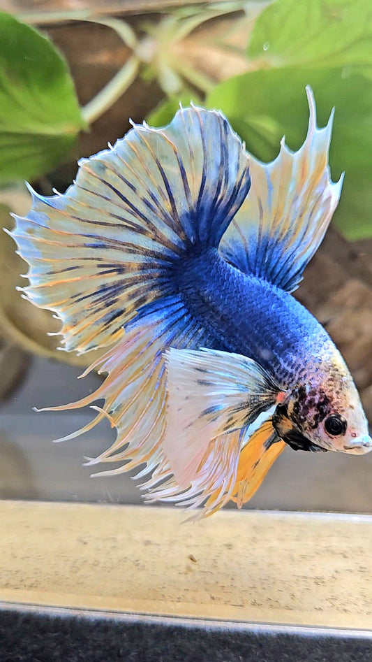 HALFSUN SUPER DUMBO EAR YELLOW BLUE MASCOT BETTA FISH