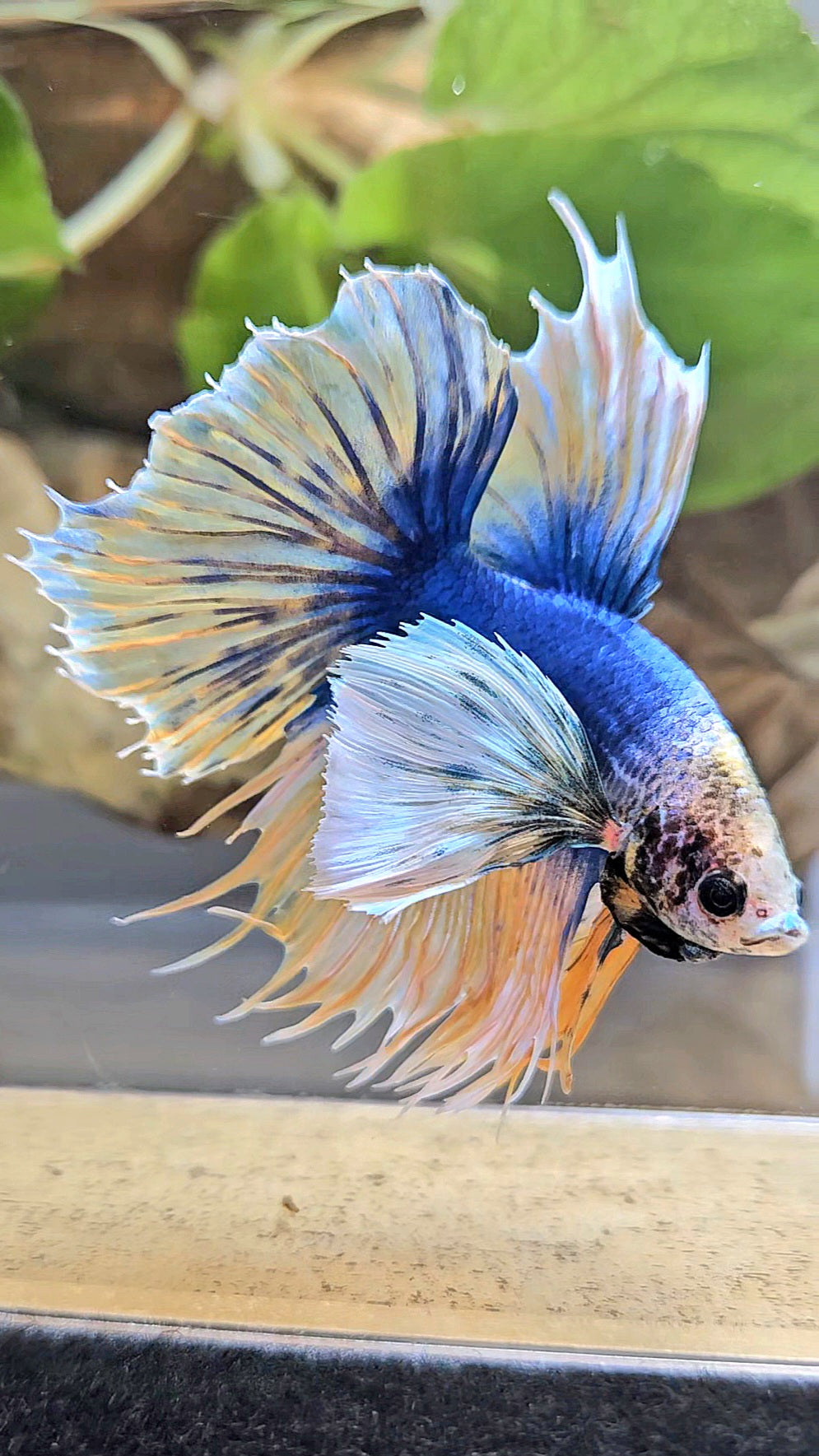 HALFSUN SUPER DUMBO EAR YELLOW BLUE MASCOT BETTA FISH