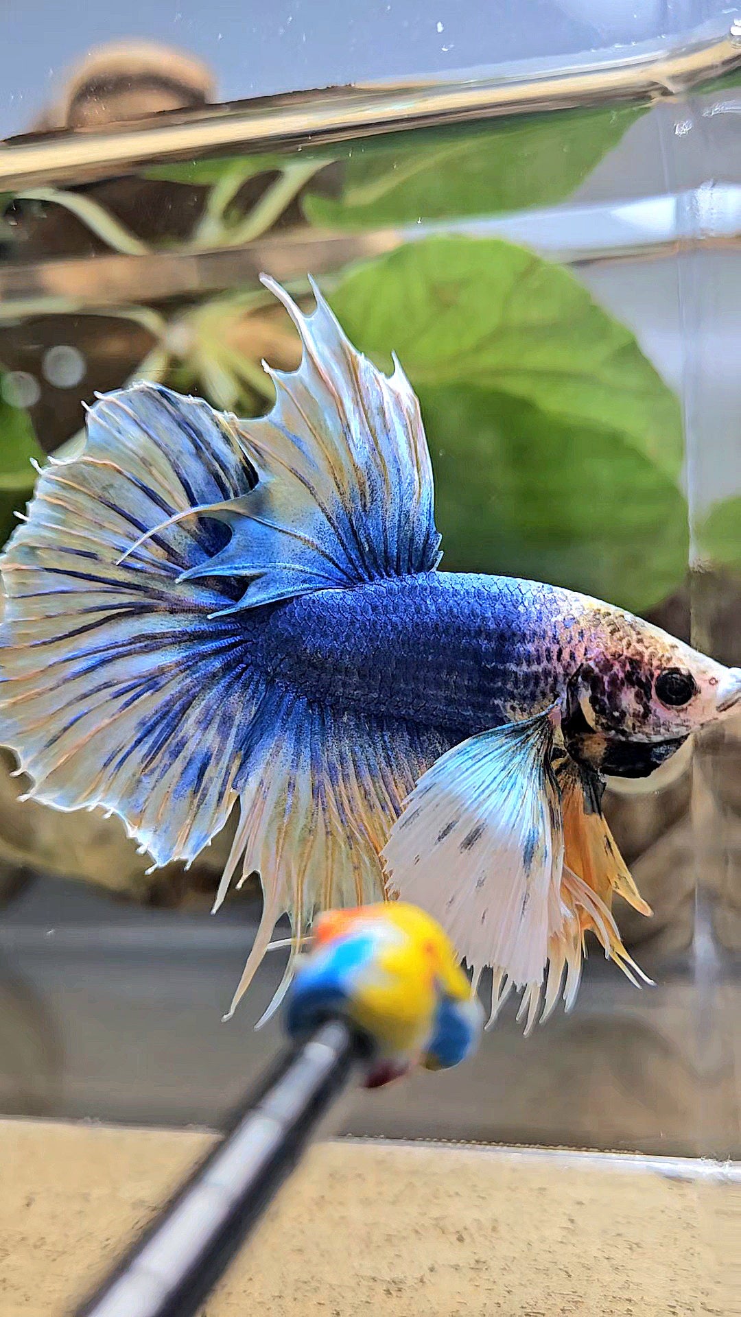HALFSUN SUPER DUMBO EAR YELLOW BLUE MASCOT BETTA FISH