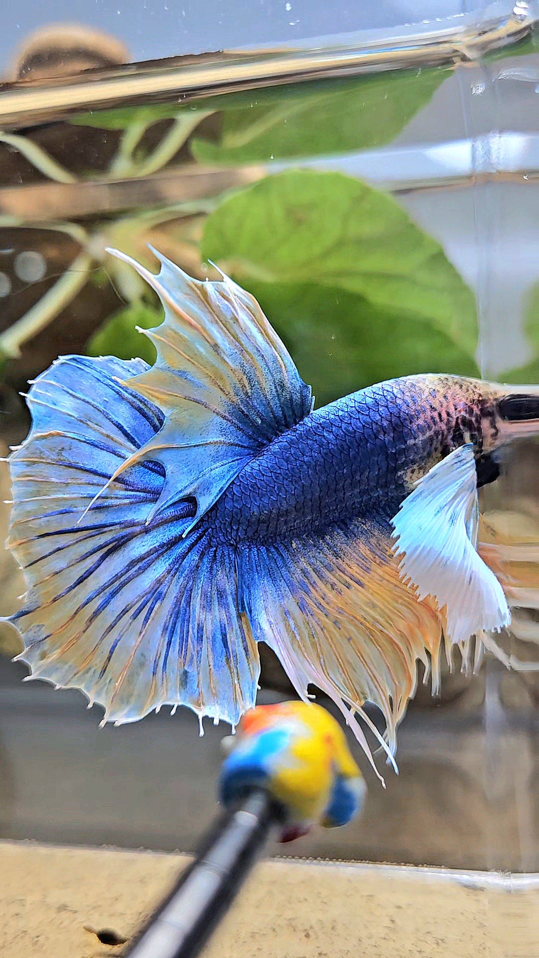 HALFSUN SUPER DUMBO EAR YELLOW BLUE MASCOT BETTA FISH