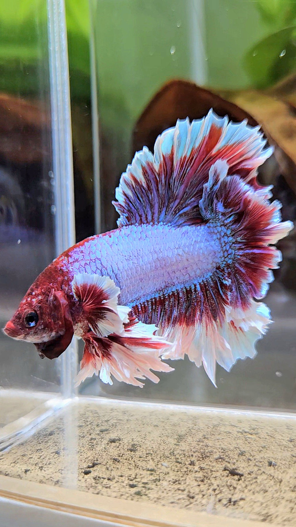 KING FEATHER TAIL HALFMOON PURPLE BETTA FISH
