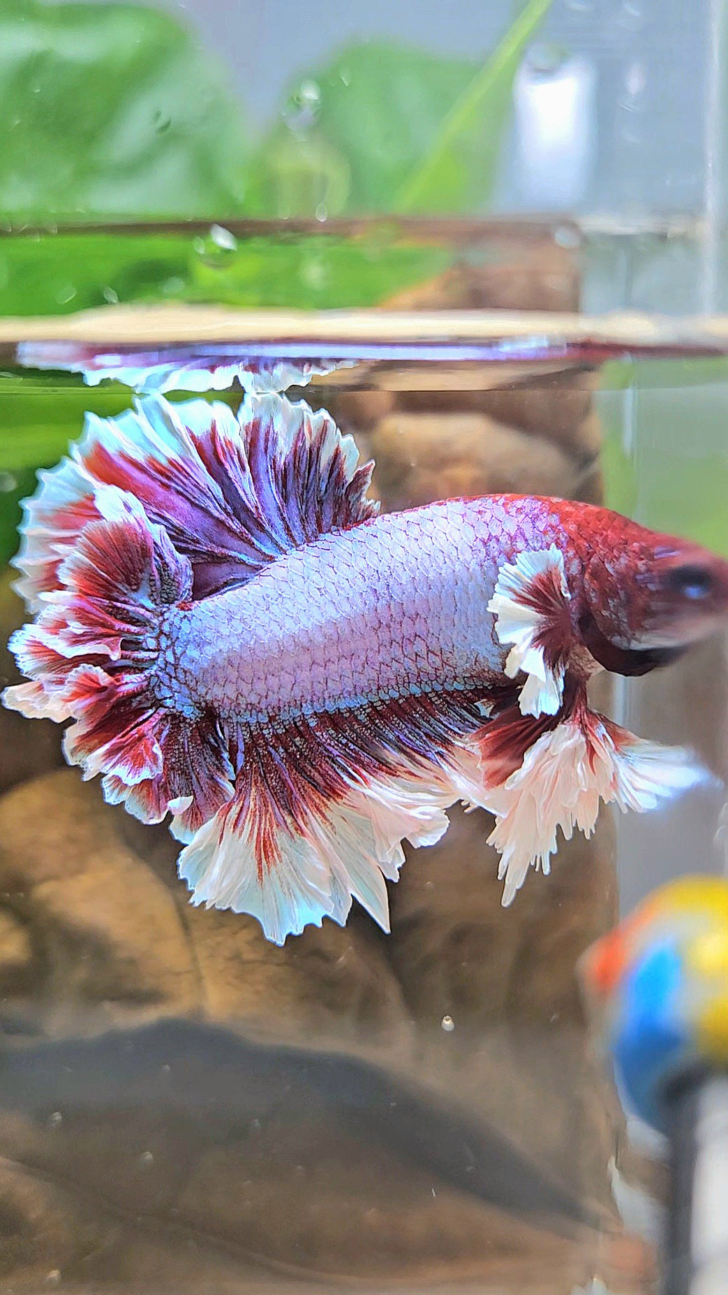 KING FEATHER TAIL HALFMOON PURPLE BETTA FISH