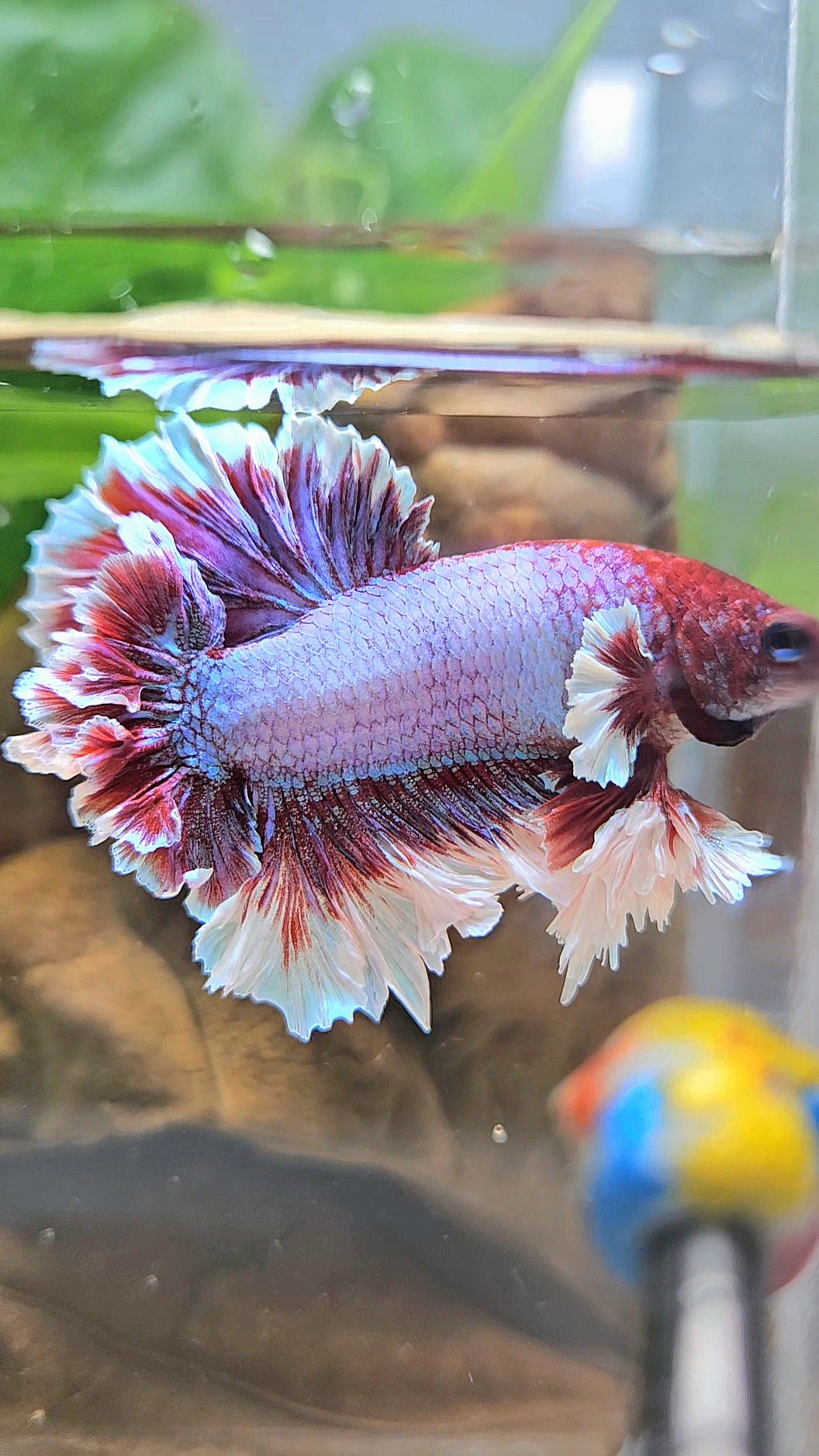 KING FEATHER TAIL HALFMOON PURPLE BETTA FISH