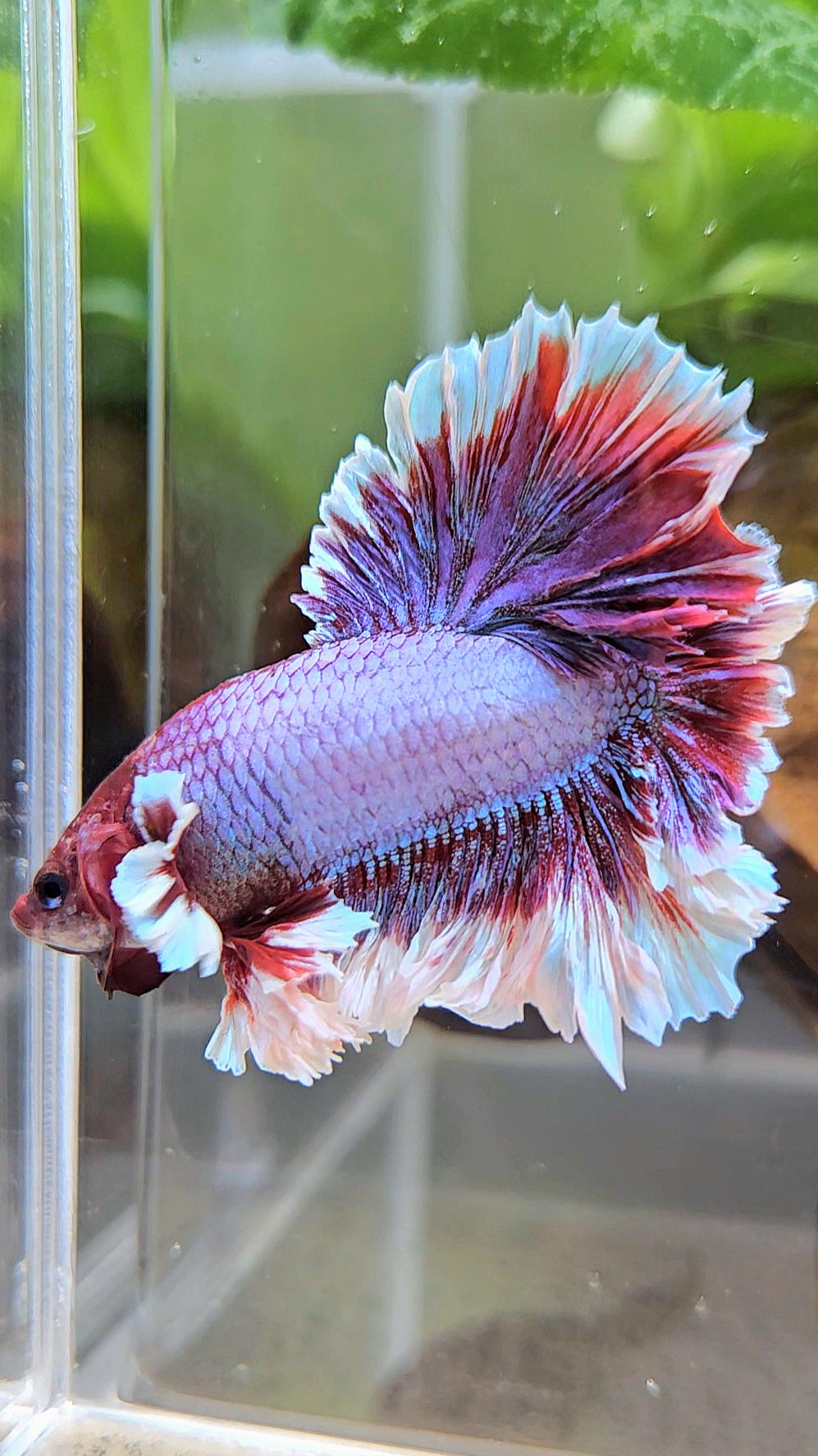 KING FEATHER TAIL HALFMOON PURPLE BETTA FISH